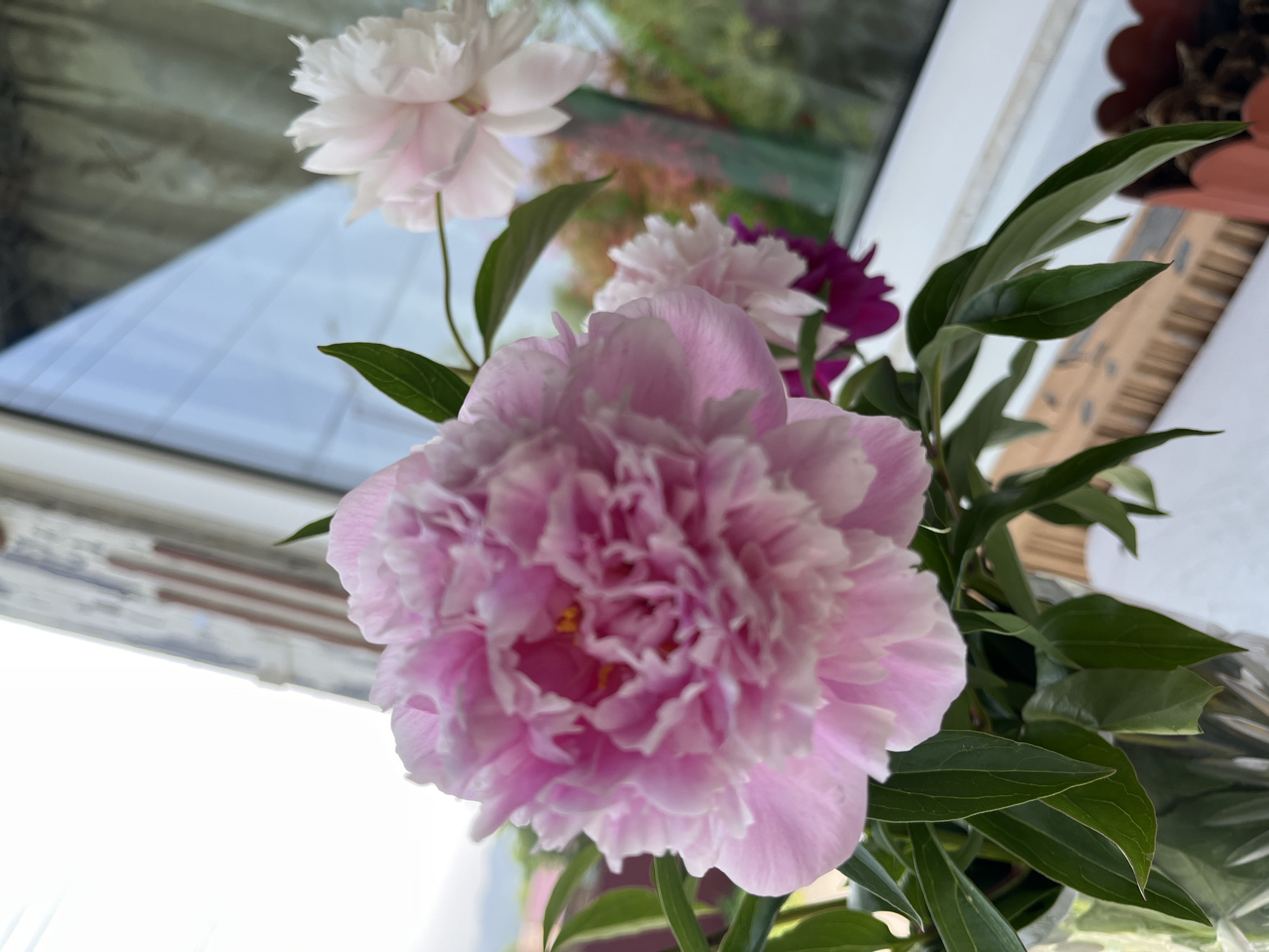 The image depicts a close-up, eye-level view of a bouquet of peonies in a clear glass vase. The flowers are primarily pink and white, with some deeper pink or magenta blooms visible in the background. Green leaves surround the flowers. The bouquet is positioned on a white windowsill, with a window in the background showing a reflection of trees and foliage outside, suggesting a natural environment. The window frame is painted white, and there are some vertical lines visible within the frame, possibly part of the window's structure or decorative elements. The overall lighting suggests it is daytime.
While the image showcases a domestic setting with flowers and a windowsill, there is no visual information within the image to ascertain its specific location in Petropavlovsk-Kamchatsky, Russia, or any other city. The scene does not contain any people, actions, or interactions.