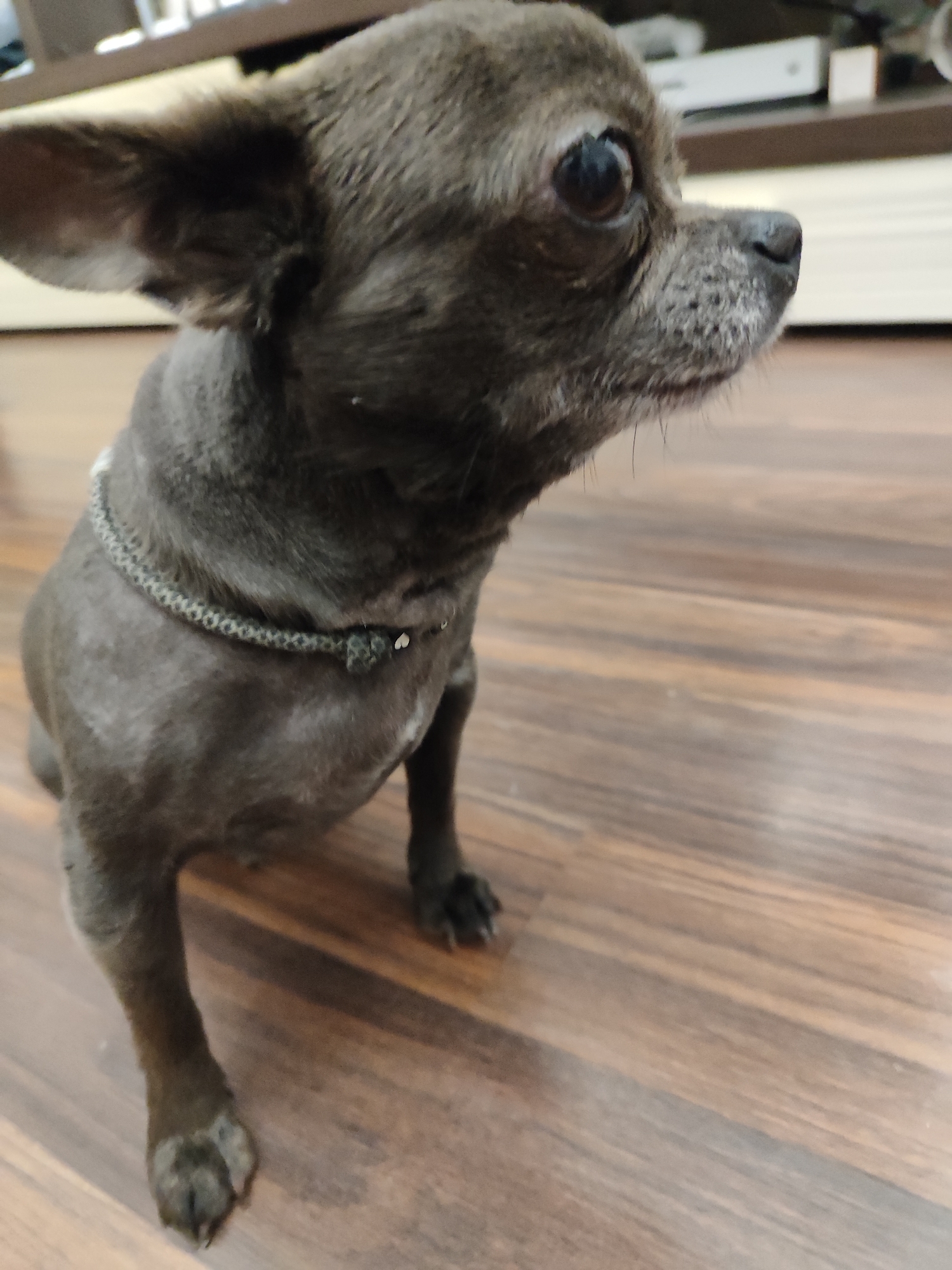 A dark gray chihuahua dog is sitting on a wooden floor. The dog is facing right, with its head slightly turned upwards. Its ears are large and pointed. The dog is wearing a dark gray braided collar with a knot in the front. The floor has a wood grain pattern. In the background, a shelf unit is visible with some electronic equipment on it. The lighting is dim. The image was taken in Almaty, Kazakhstan.