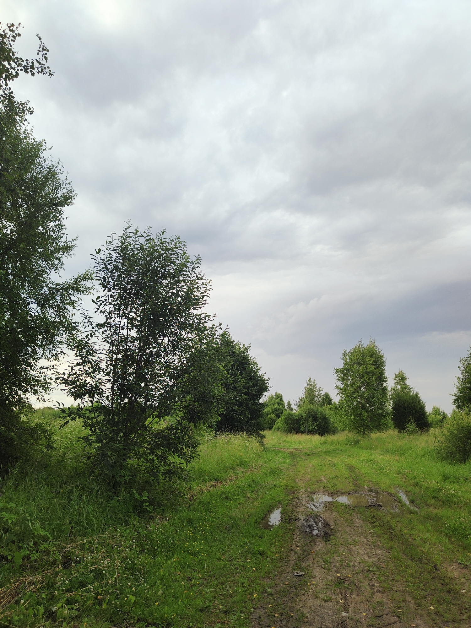 The image depicts a rural landscape in Olenino, Russia, on an overcast day. A dirt track, marked with tire tracks and puddles from recent rain, leads into a verdant field. Tall, lush green trees border the track, with a dense forest in the background. The sky is a uniform grey, indicating cloudy weather, and the overall mood is peaceful and serene. The scene appears to be set in the late afternoon or early evening, as the light is soft and diffused. There is no visible text in the image. The natural beauty of the landscape is evident, with the vibrant green of the grass and trees contrasting with the muted tones of the sky and the muddy track. The image evokes a sense of tranquility and escape from the hustle and bustle of urban life.