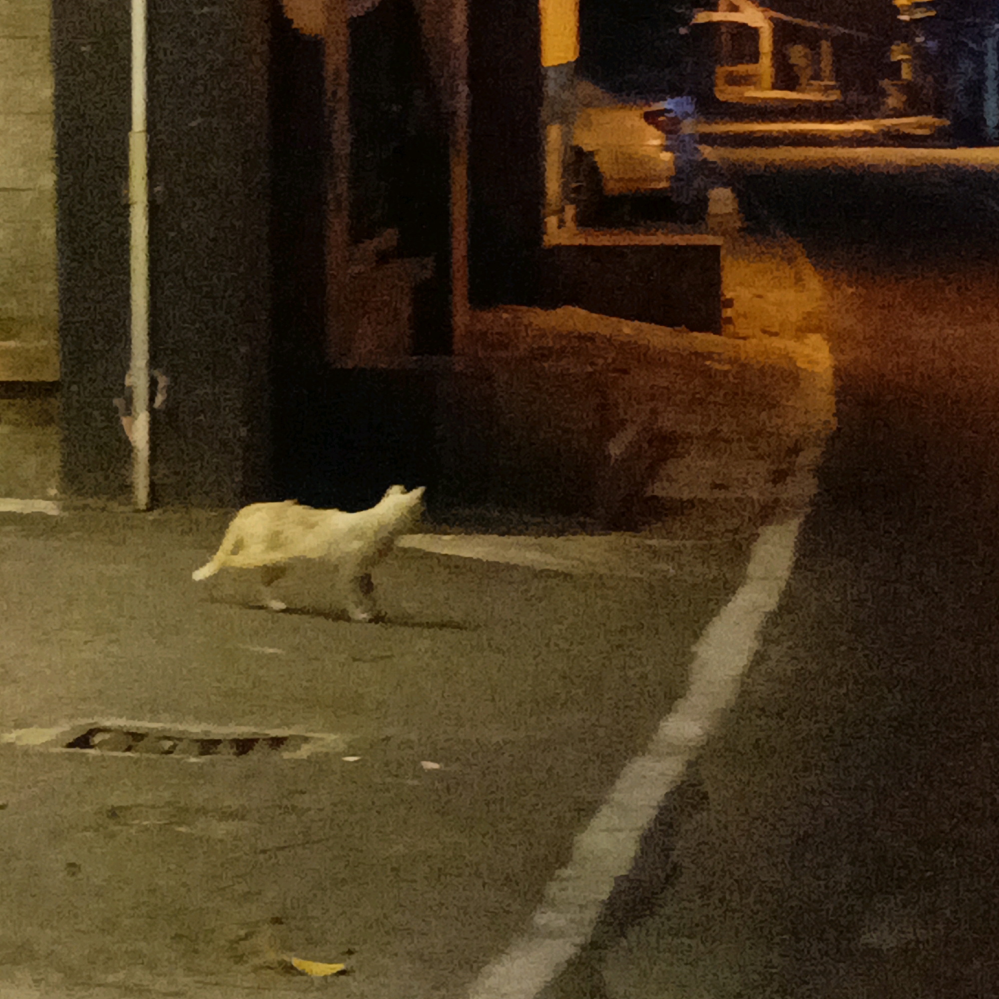 A light-colored cat stands on a wet, paved street at night. The cat is facing left and appears to be looking upwards. The street has a visible white line on the right side, and a manhole cover is visible on the left side of the image. In the background, there are buildings with warm, orange-colored lighting. The overall lighting suggests it is nighttime in a dimly lit urban area. The location is specified as Salatiga, Indonesia.