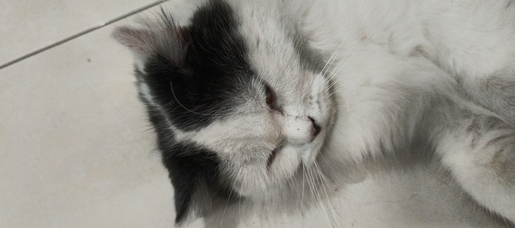 A close-up, overhead shot shows a black and white cat sleeping on a tiled floor. The cat's head is in focus, with its eyes closed and its pink nose visible. One ear is folded back, while the other is partially obscured by fur. The cat's whiskers are long and spread out. The tiled floor is a light, neutral color, with a thin, dark line running diagonally across the image, possibly a grout line. The background is mostly out of focus, but appears to be more of the same tiled flooring. The lighting is soft and even, suggesting an indoor setting. This scene could be found in a home or other building in Singaparna, Indonesia, such as on Jalan Pasar Bingo.