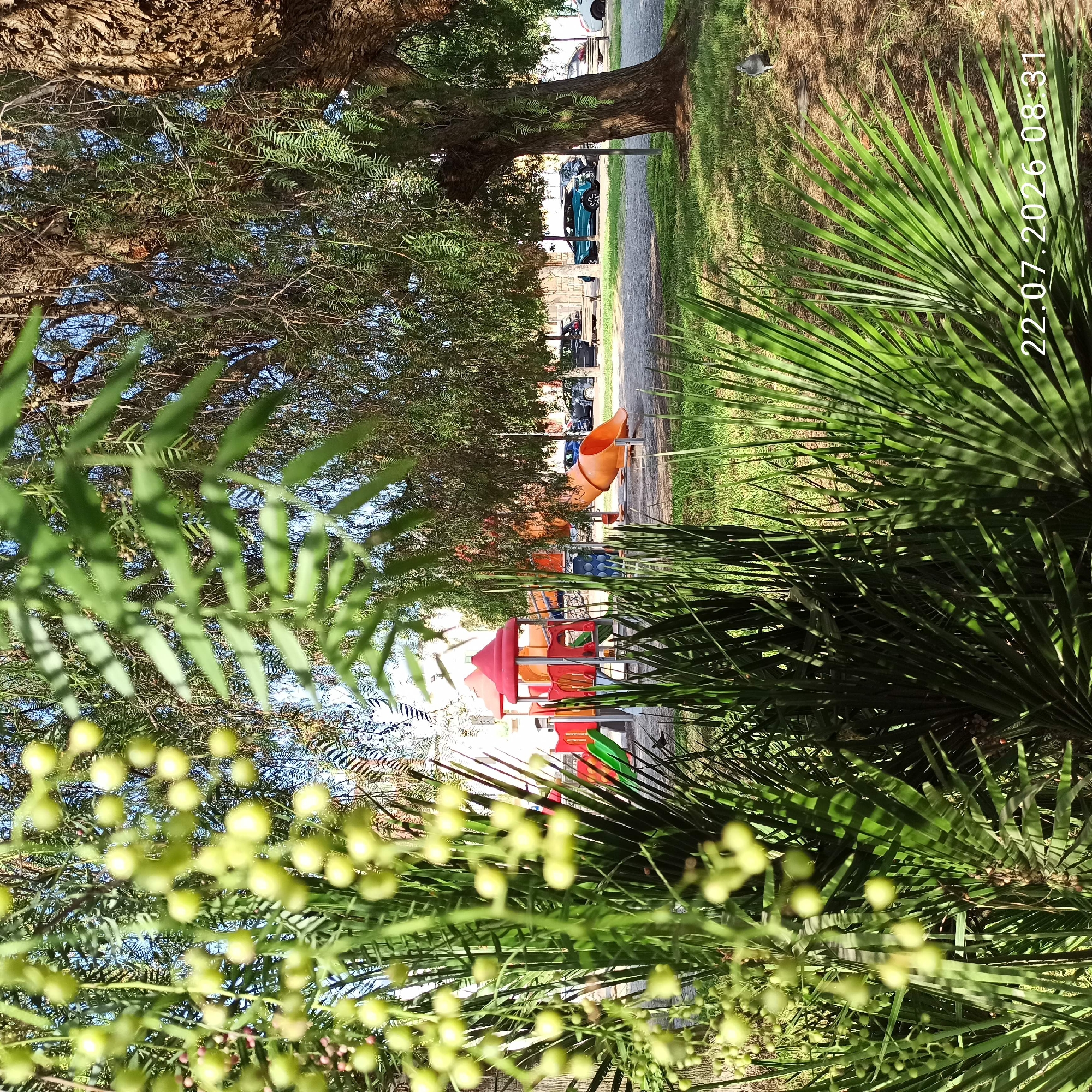 The image depicts a sunlit playground with vibrant red and orange slides and climbing structures, partially obscured by lush green foliage in the foreground. A large, textured tree trunk dominates the right side of the frame, its branches and leaves casting dappled shadows on the grassy ground. In the background, several cars are parked along a paved area, suggesting a public space. A lone pigeon stands on the dirt and grass to the right of the playground. The timestamp "22.07.2026 08:31" is visible in the lower right corner. The scene is characteristic of a local park or communal area within a residential neighborhood. It is plausible this scene is located in Modugno, Italy, given the presence of parked cars, playground equipment, and mature trees often found in Italian public spaces.
