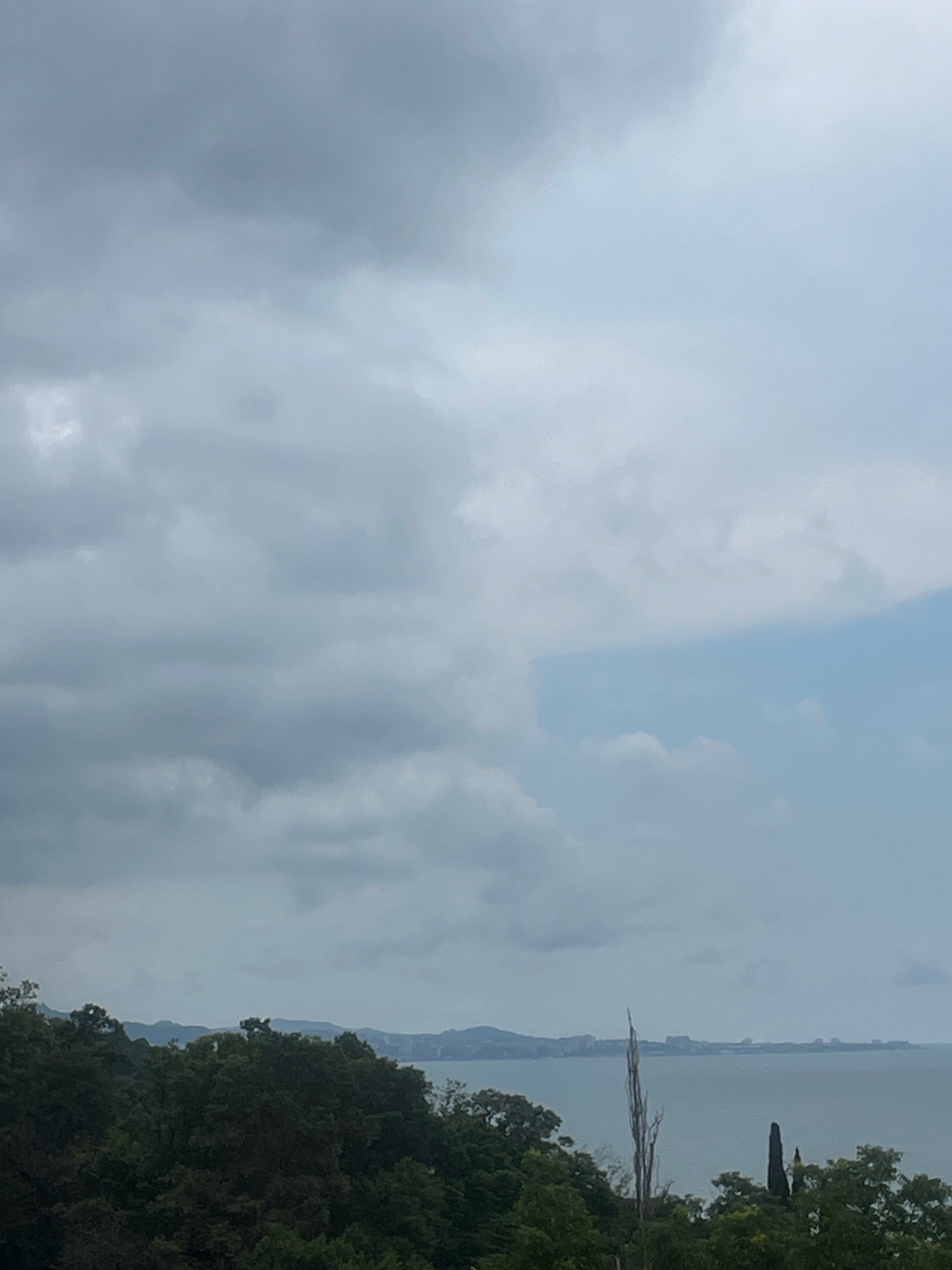 The image shows a panoramic view of the coastline of Sochi, Russia, under a cloudy sky. In the foreground, a dense forest of lush green trees dominates the lower part of the frame, with their branches reaching towards the sky. Amidst the foliage, a tall, slender, dead tree stands out, its dry branches stark against the overcast sky. In the background, a hazy cityscape stretches along the horizon, with buildings and structures visible in the distance. The sea, a muted blue-gray, merges with the sky at the horizon, creating a sense of vastness. The overall atmosphere is somber and tranquil, with the cloudy sky suggesting an impending change in weather.