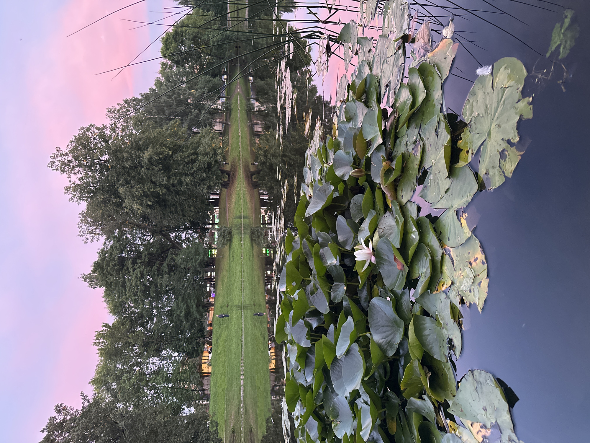 The image depicts a serene waterscape at dusk, likely in a park or garden setting within Saint Petersburg, Russia. In the foreground, a dense cluster of large, green lily pads floats on the dark, still water. A single white water lily, its petals unfurling, is visible amidst the pads. Some lily pads show signs of natural wear, with torn edges and yellowing patches. Tall, thin reeds rise from the water on the right side of the frame.
The middle ground features the reflective surface of a calm pond, mirroring the surrounding environment. In the background, a gently sloping grassy embankment is lined with mature trees, their dark green foliage contrasting with the soft hues of the sky. A lone figure, small in the distance, stands on the grassy slope, facing away from the camera, their reflection faintly visible in the water. Further back, structures and lights suggest the presence of a cityscape or a well-maintained park area.
The sky above is a gradient of soft pink and lavender, indicative of twilight. The overall atmosphere is tranquil and picturesque. The scene appears to be in a public park, given the presence of the embankment, trees, and distant structures, consistent with many of the city's numerous green spaces such as the Summer Garden or Yelagin Island.