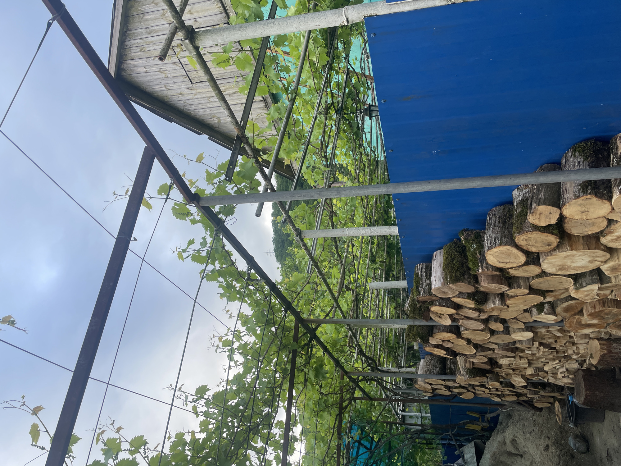View from under a grape arbor in Olginka, Russia. The arbor has a wooden roof and metal supports. Grape vines are growing on the arbor. Blue tarps cover some sections. Wood slices are stacked nearby, appearing to be on the right edge. The background shows trees and a cloudy sky.