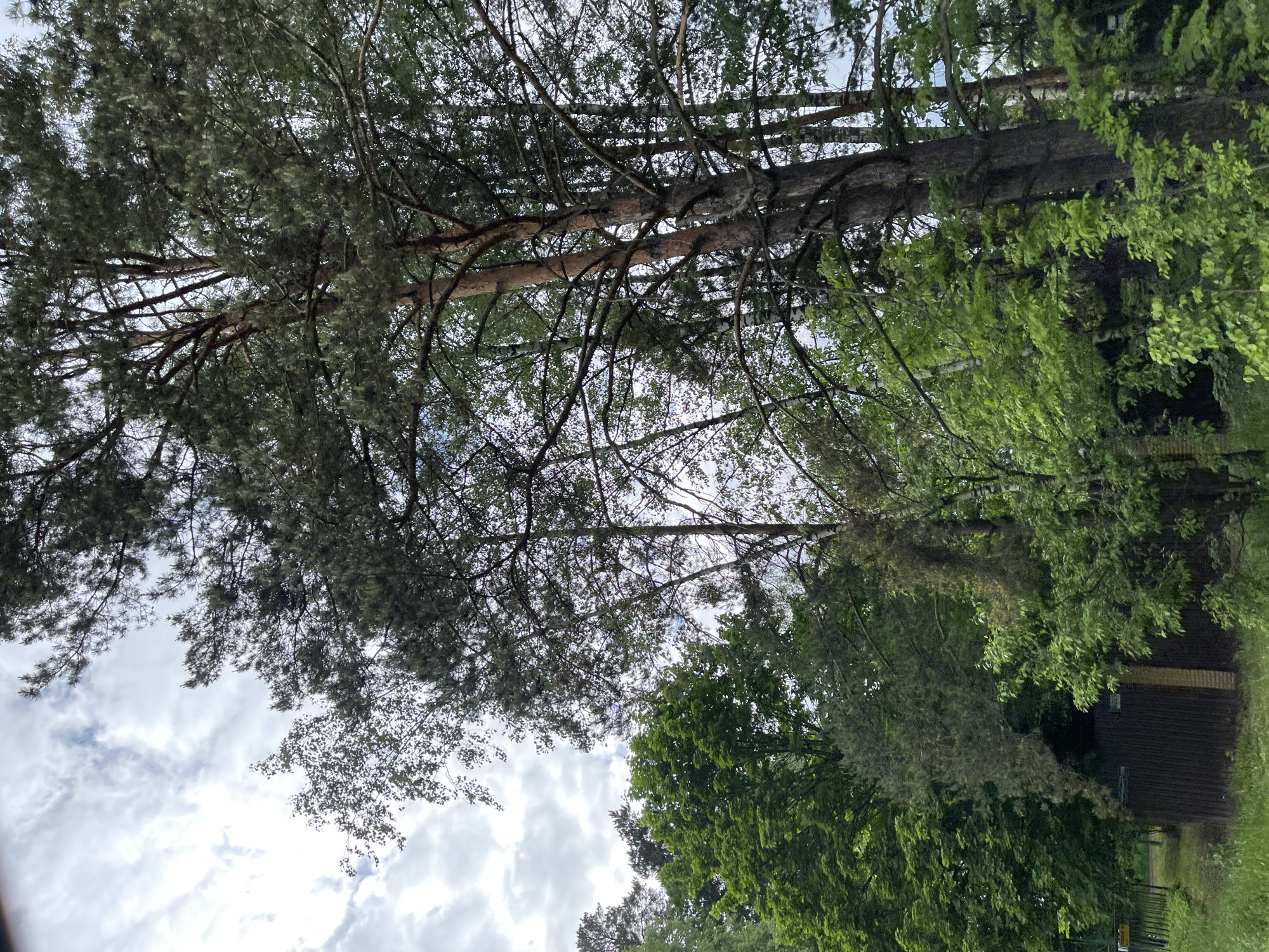 The image depicts a view looking upwards into a dense canopy of trees against a cloudy sky. A tall, slender pine tree with a reddish-brown trunk dominates the left portion of the image. Its branches spread outwards, covered in green needles. To the right, deciduous trees with broader leaves intermingle with the pine branches. A portion of a dark, wooden building with a fence is visible at the bottom-right corner of the image. This view might be found somewhere in Semyonovskoye, Russia, where wooded areas are common.