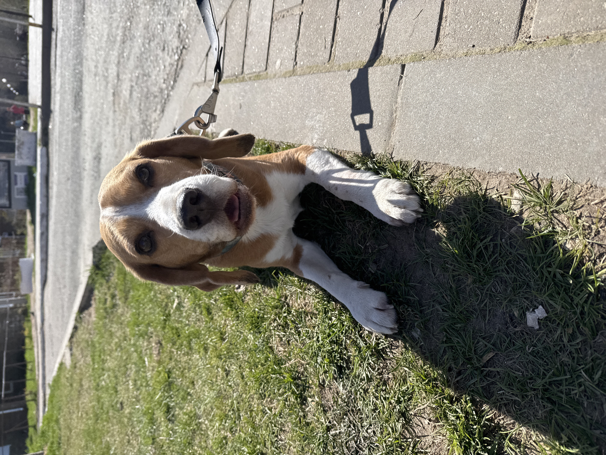 A medium shot captures a beagle dog lying on grass adjacent to a paved sidewalk, possibly in Chaikovsky, Russia. The dog has a brown head with white markings on the face and chest. Its tongue is slightly visible. A leash is attached to the dog's collar. The sidewalk is made of gray rectangular blocks. The environment includes grass and some visible buildings in the background. The lighting suggests a sunny day, indicated by the shadow cast by the leash and possibly the handler.