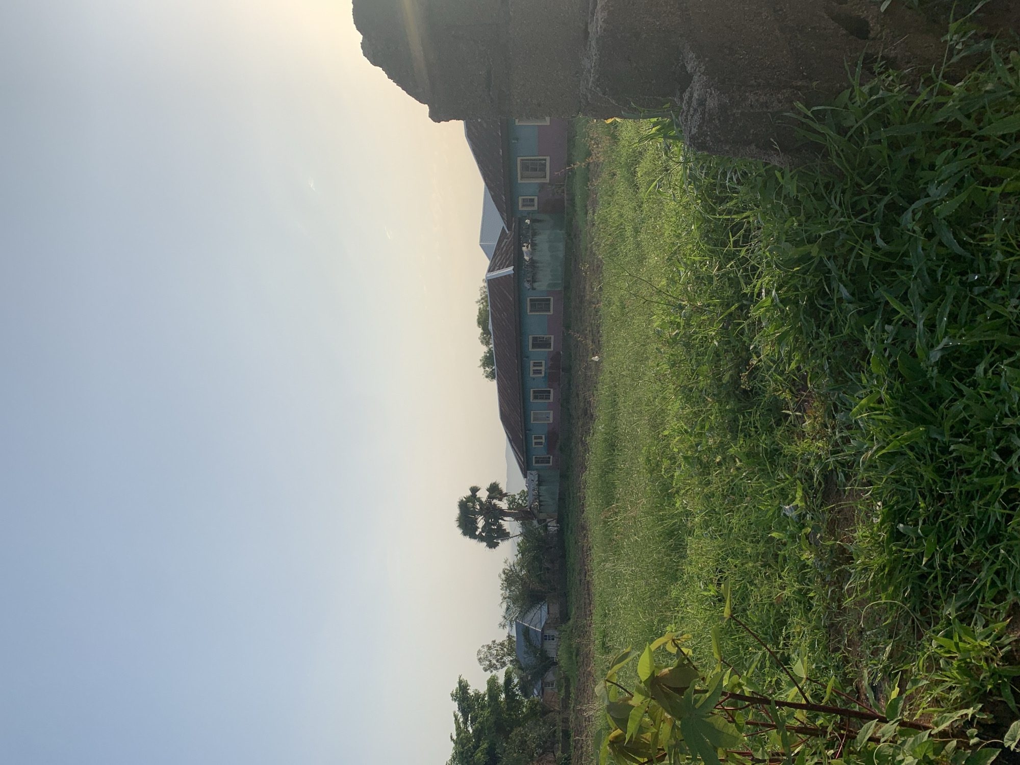 The image depicts a rural scene in Jalingo, Nigeria, likely at dusk or dawn given the soft lighting. In the foreground, lush green grass and a young plant with reddish stems dominate the view. Beyond the grassy field, a row of low-rise buildings with colorful exteriors, predominantly teal and pink, are visible. These structures feature corrugated metal roofs and multiple windows. A prominent palm tree stands behind the buildings. The sky is a pale blue, transitioning to a warmer hue near the horizon on the right, suggesting the sun is low in the sky. A dark, rough-textured structure, possibly a wall or a large rock formation, is partially visible on the far right side of the image. The overall environment appears to be a tranquil, undeveloped area on the outskirts of Jalingo.