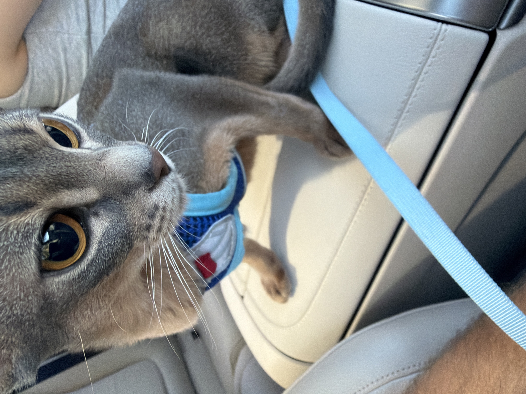 A gray cat wearing a blue and white harness sits on a light-colored leather surface, likely a car's center console, with a blue leash extending diagonally across the image. The cat's large, amber eyes are focused to the right, and its whiskers are prominent. The background is blurred, showing hints of a person wearing a gray tank top on the upper right and a portion of a person's arm on the lower left. The lighting suggests it is daytime. The scene is set within a vehicle.