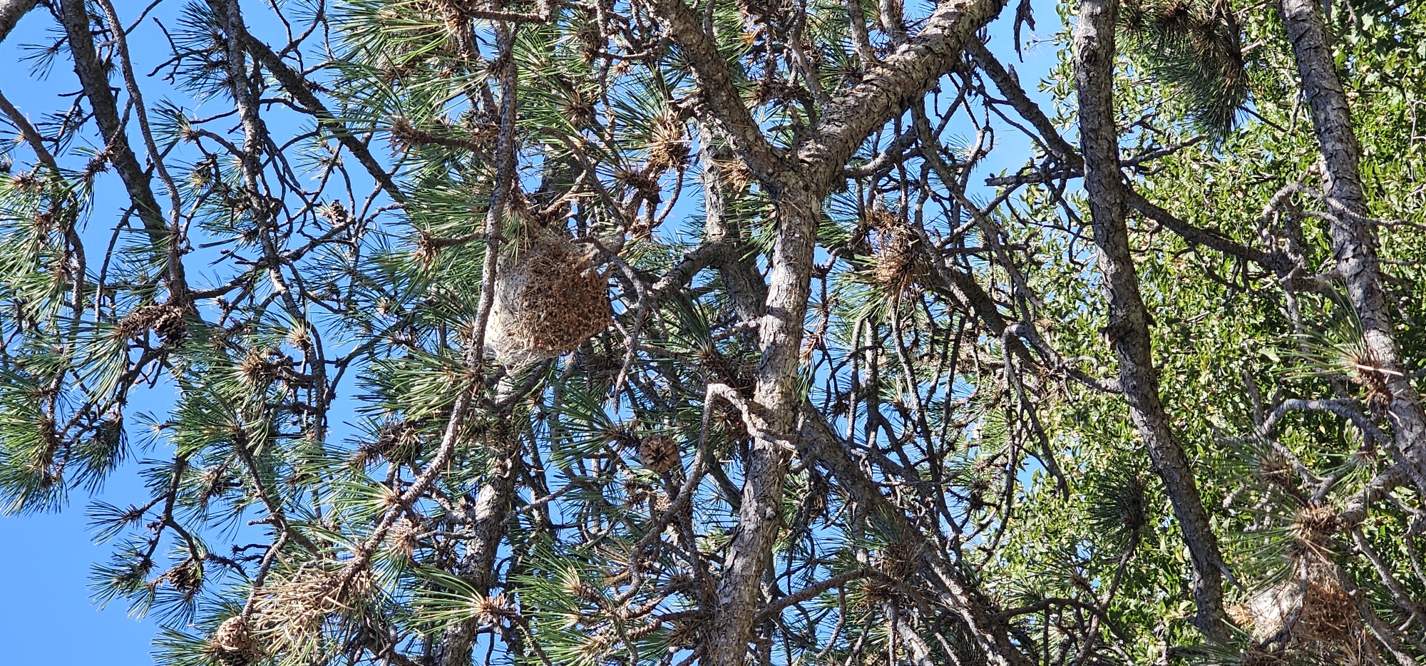 The image shows a close-up view of a pine tree, likely in Dol, Croatia, with a bird's nest prominent among the branches. The nest is spherical and appears to be constructed from dried grass and other natural materials. It is situated on a thick branch, surrounded by pine needles and smaller twigs. The tree's bark is rough and textured, and the branches are intertwined, creating a dense canopy. The background is a clear blue sky, suggesting a sunny day. The overall impression is a natural scene, undisturbed and serene, characteristic of a rural or natural setting within Dol.