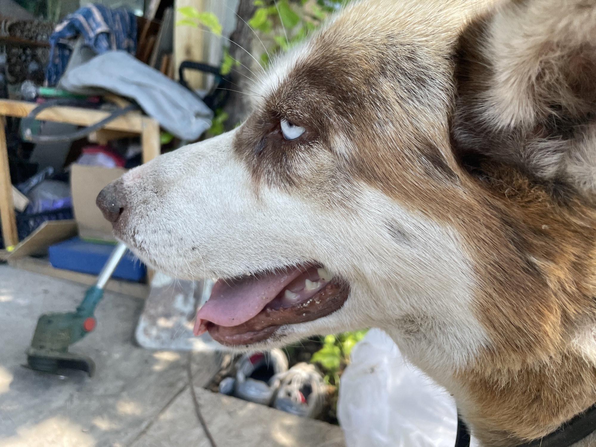 This media file features a close-up profile view of a dog with striking blue eyes. The dog has a predominantly white muzzle with brown markings around its eye and across its head and neck. Its mouth is slightly open, revealing a pink tongue and teeth. The background is somewhat cluttered and appears to be an outdoor setting, possibly a yard or workshop area. Visible objects include a piece of lumber, some blue material, and a green gardening tool resembling a weed trimmer. In the blurred background, other items are present, including what look like shoes or bags. The lighting suggests it is daytime, and the setting seems to be somewhere in Ostriv, Ukraine. The dog's expression is neutral or curious. No visible text is present in the image.