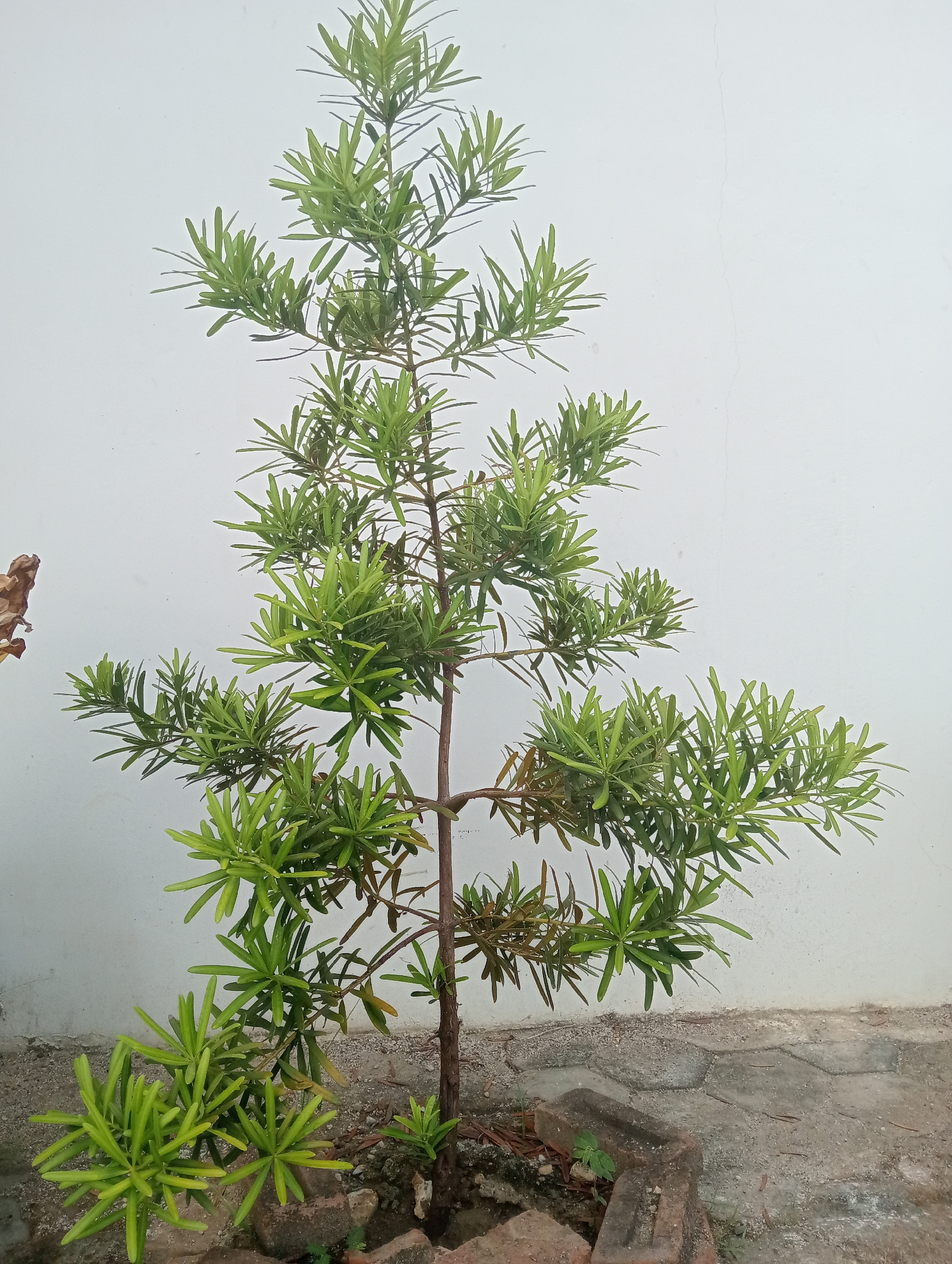 A tall, thin, green pine tree stands in the center of the frame against a plain white wall. The tree has multiple branches spreading outwards, each densely packed with needle-like green leaves. At the base of the tree, the ground is covered in loose soil and some scattered bricks. The scene appears to be outdoors, possibly in a yard or garden, given the presence of the wall and the ground material. The lighting suggests it is daytime, with a soft, diffused light source. There are no people or animals visible in the image. The overall impression is one of a solitary, well-lit plant in a simple setting. This image was taken in Sidoharjo, Indonesia.