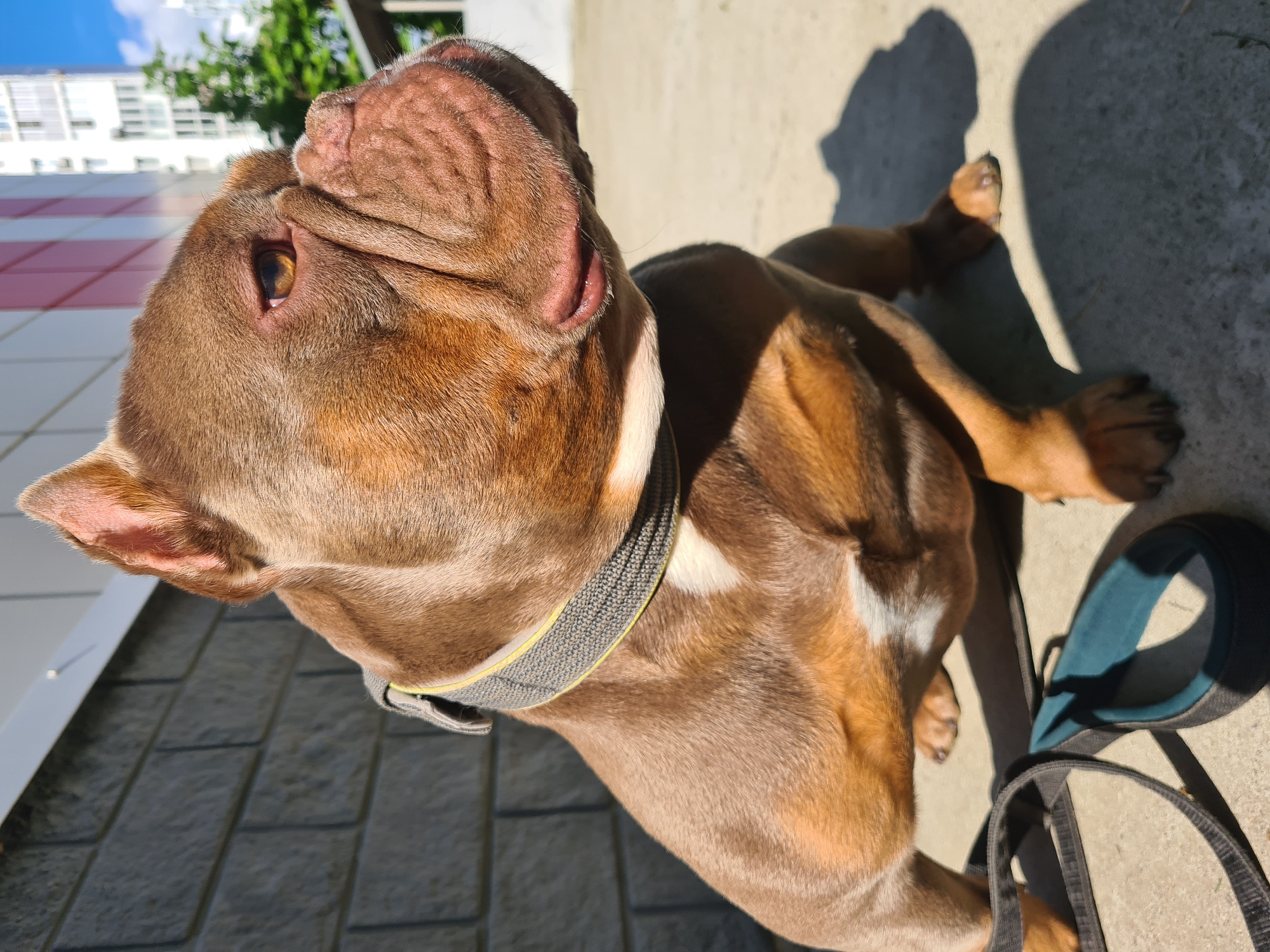 A brindle colored bulldog with a muscular build is sitting on a concrete surface in front of a brick wall. The dog is wearing a gray collar with a yellow stripe. A dark leash with a teal handle lies in front of the dog. In the background, a modern building with white and red accents and a clear blue sky with some clouds are visible. The image is captured in daylight.