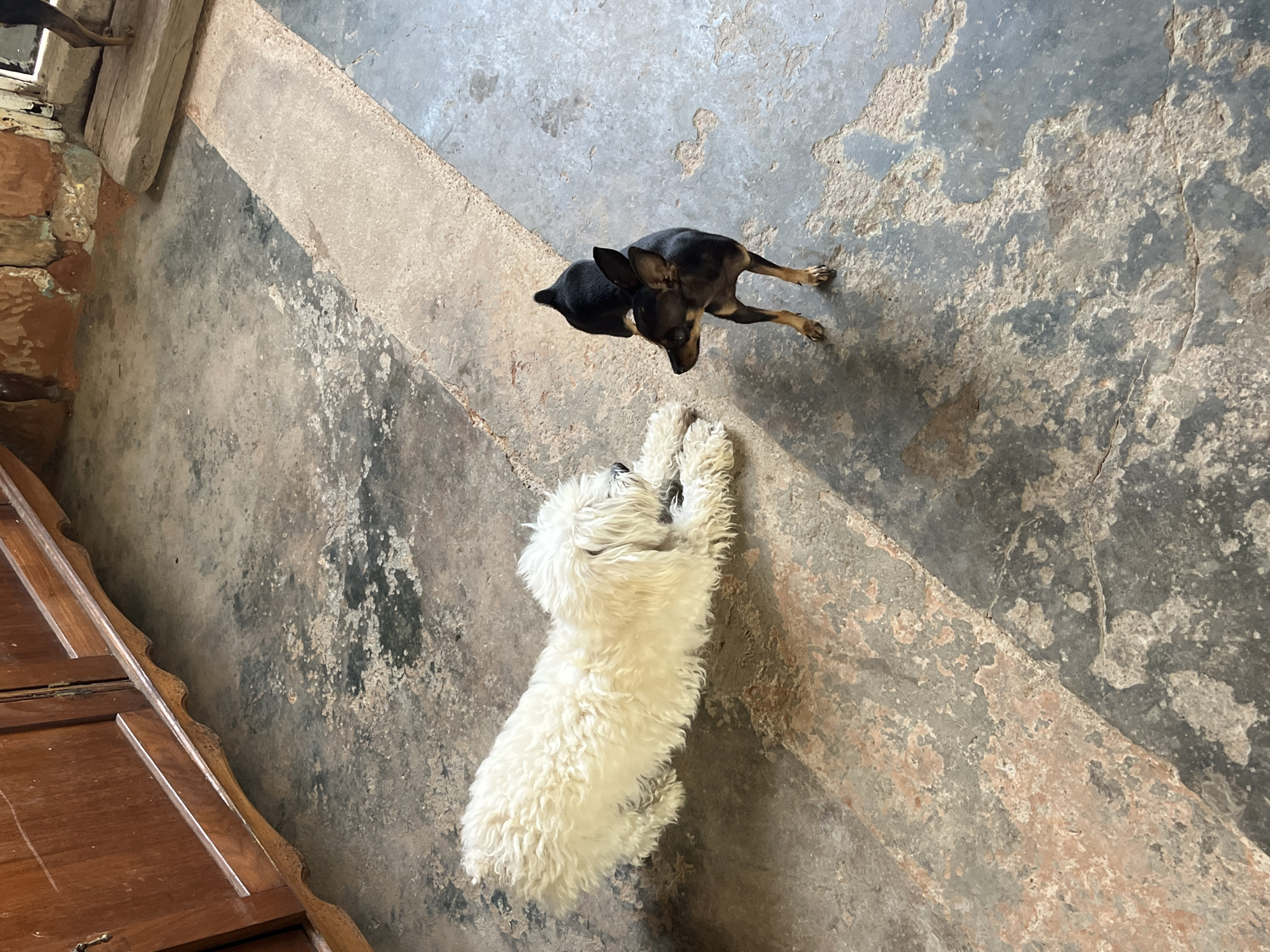 A high-angle, indoor shot shows two dogs on a cement floor. One dog is a small, black and tan breed with pointy ears, standing near the top of the frame. The second dog is a fluffy, white dog lying on its back near the center of the frame, with its paws up in the air. The floor is textured and worn. To the left, there is a wooden object with a decorative edge. The location is Juan Griego, Venezuela.