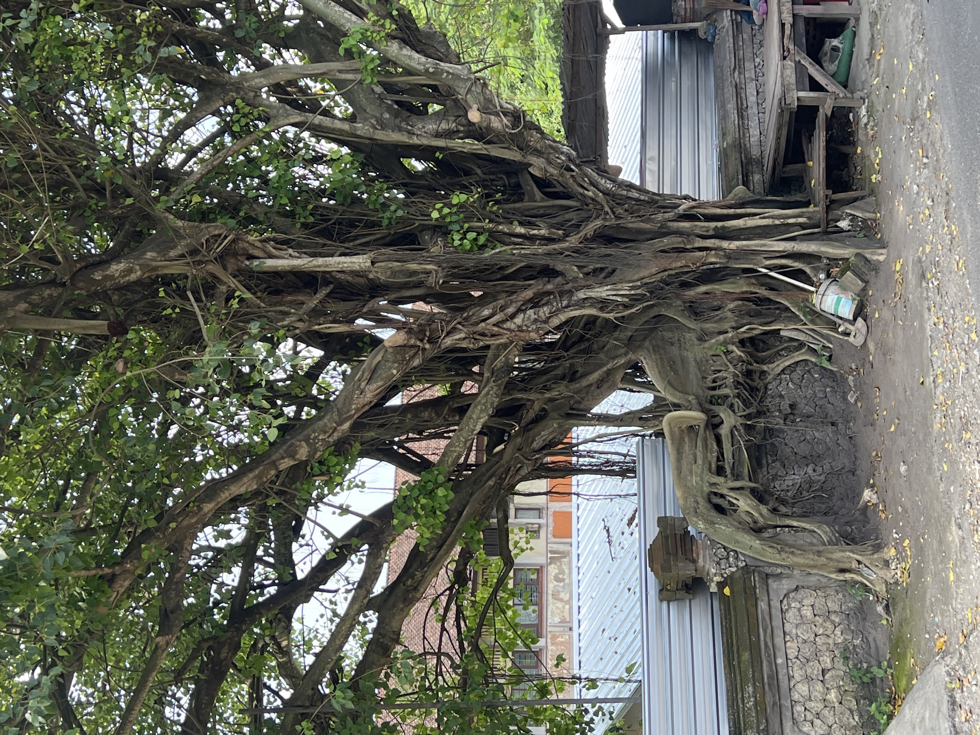 The image shows a large banyan tree growing on a street in Jimbaran, Indonesia. The tree's extensive root system is visible, as well as branches reaching towards buildings. A corrugated metal building and a stone wall with decorative elements are situated nearby. The sidewalk is covered with yellow leaves, possibly from the tree itself. A small wooden structure is near the base of the tree.