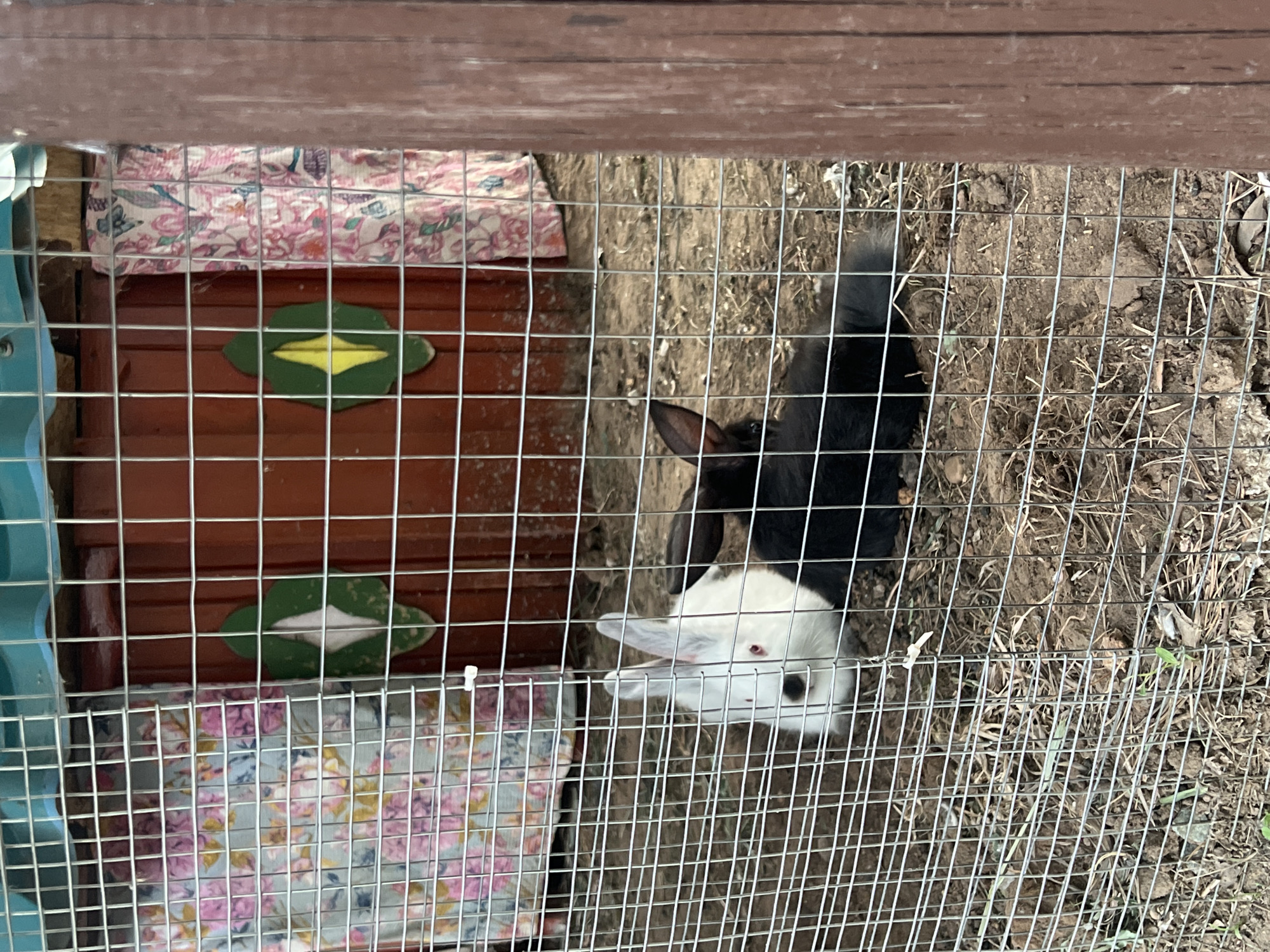 The image shows a black and white rabbit inside a wire cage. The cage is situated on dirt. The location is unknown; there is no information to suggest the photograph was taken in Chaikovsky, Russia. Inside the cage is a wooden structure. The rabbit appears to be facing the camera.