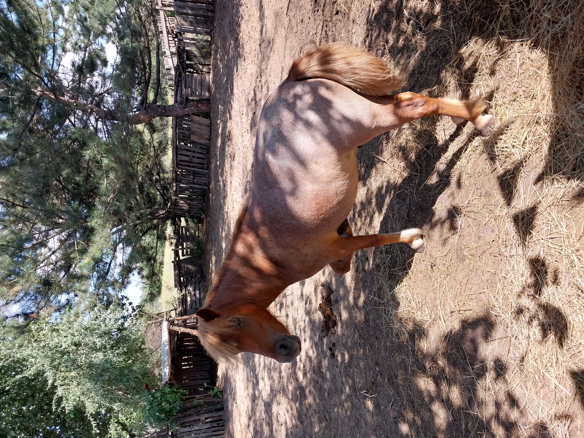 A light brown pony stands in a fenced enclosure. The pony is facing left, with its head lowered slightly. It has a shaggy mane and tail. The ground is covered in dirt and straw. In the background, there is a wooden fence and trees. The scene is lit by sunlight, casting shadows on the ground.
