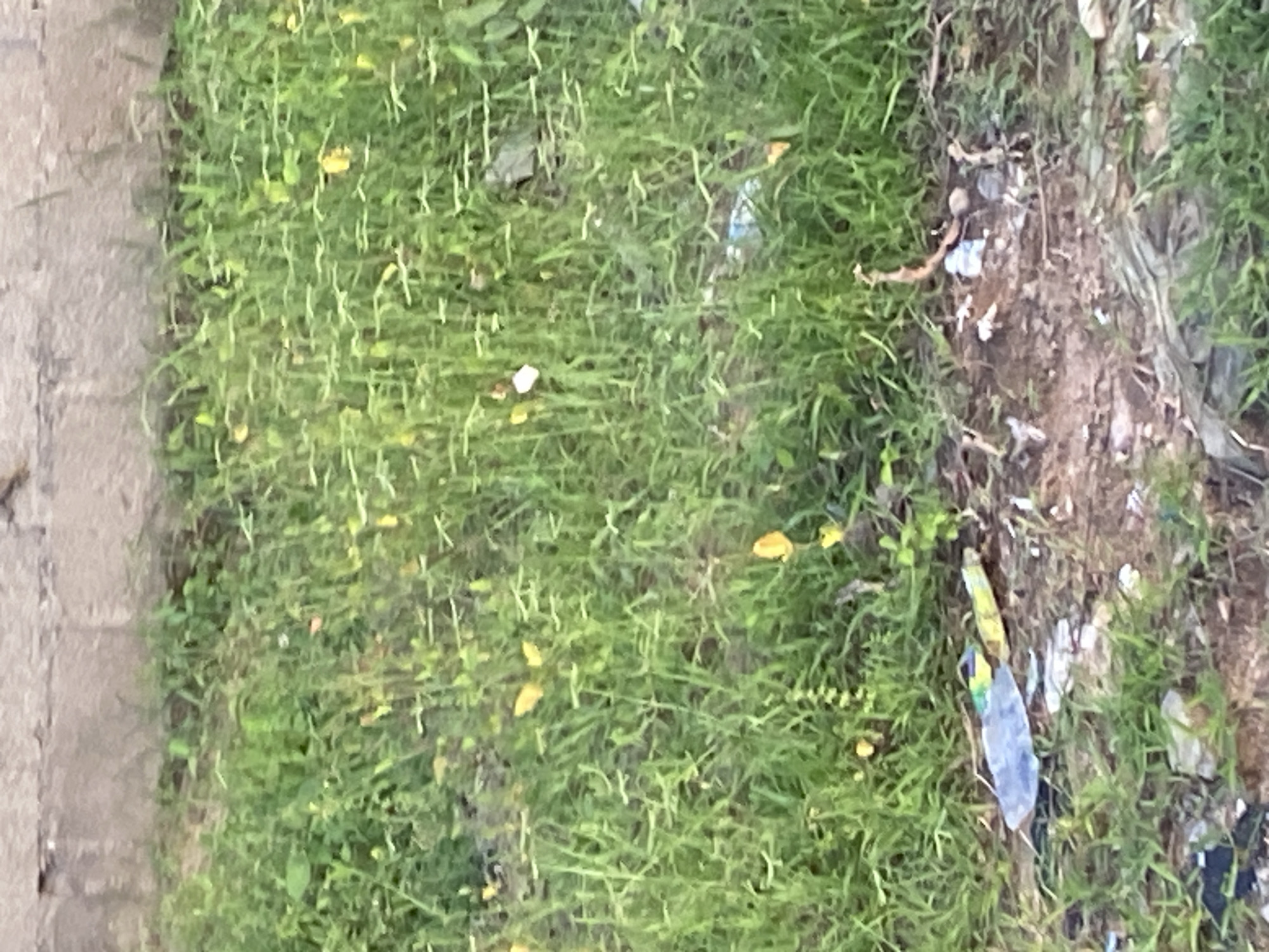 The image shows a patch of overgrown grass with scattered debris. A concrete block wall forms the background. Among the grass, there are several small yellow flowers. The foreground contains pieces of trash including a blue plastic bottle, colorful wrappers, and some brown organic material. The scene appears to be an unkempt area, possibly a neglected lot or roadside in Jauro Yinu, Nigeria. No people are visible in the image.