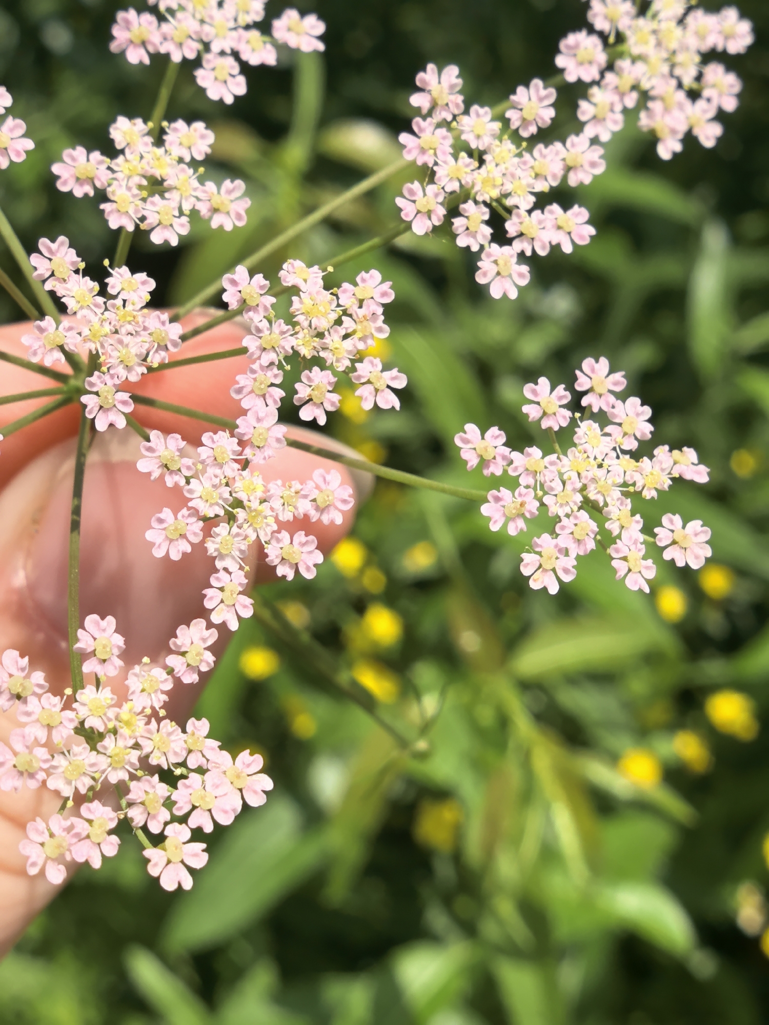 In the city of Froly, Russia, a close-up, vertical, outdoor, daytime shot captures a cluster of small, pink wildflowers with yellow centers. The flowers are delicate and arranged in a corymbose inflorescence. A person's hand, with a light skin tone, is visible on the left side of the frame, gently holding the stem of the plant. The background is softly blurred, revealing a lush green environment with hints of yellow blooms, suggesting a natural setting such as a meadow or garden. The lighting is natural and appears to be from above, creating soft shadows. The focus is sharp on the flowers and the hand, with the background exhibiting a shallow depth of field.