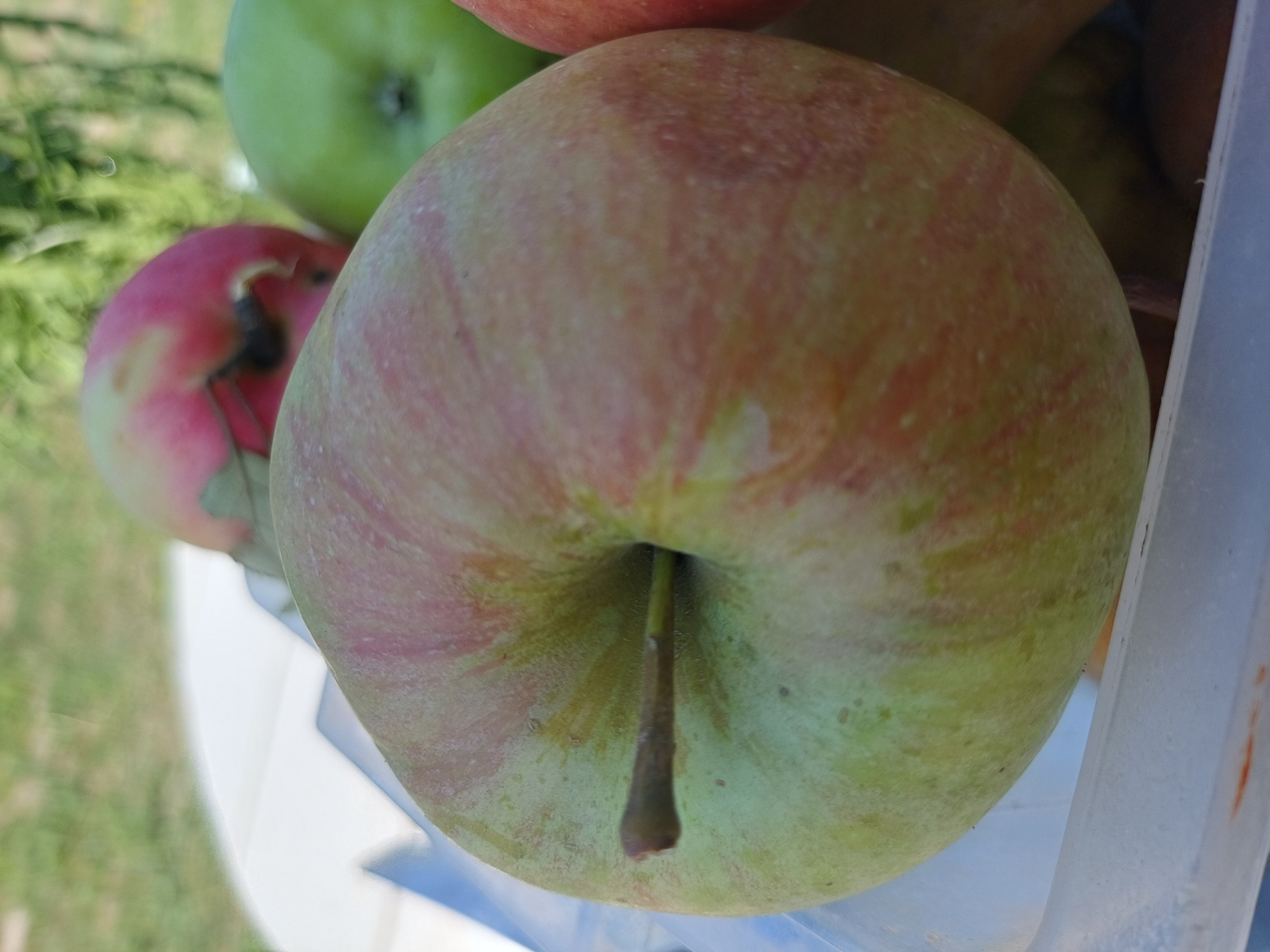 A close-up, slightly overhead shot features a light green and red apple as the primary subject. The apple is positioned in the foreground, filling a significant portion of the frame. A thin brown stem protrudes from the top center of the apple. The apple's skin exhibits a mottled pattern of green and red hues, with some slight browning and small dark specks scattered across its surface.
In the background, out of focus, are parts of other apples, including a predominantly pink apple to the upper left and a vibrant green apple to the upper right. These background elements suggest the apples are contained within a container, possibly a clear plastic bin, hinted at by the translucent edges in the lower portion of the image.
The environment appears to be outdoors. The blurred background suggests a natural setting with greenery and possibly sunlight, indicating it could be daytime. The image was taken in Sulymivka, Ukraine. The overall impression is a still life of fresh apples, possibly harvested or displayed in an outdoor setting.