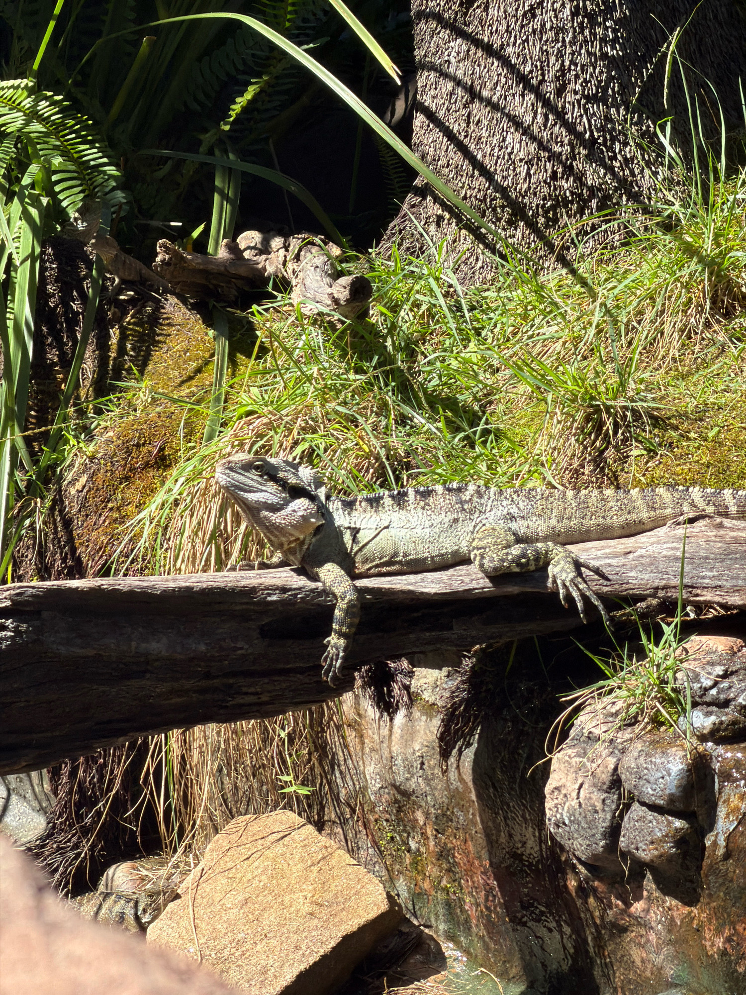 An Eastern Water Dragon (Intellagama lesueurii) basks on a fallen log in a semi-aquatic environment. The dragon, predominantly green and grey with black banding, is positioned on the log with its head turned to the left, looking upwards. Its front left leg is extended, with visible claws. Behind the log, a rocky embankment with water trickling down is visible, partially obscured by dense green foliage, including ferns and long grasses. A large tree trunk with textured bark is on the right, casting dappled shadows from the sunlight. The environment suggests a natural habitat or an exhibit designed to mimic one. The location is identified as the Australia Zoo in Beerwah, Australia.