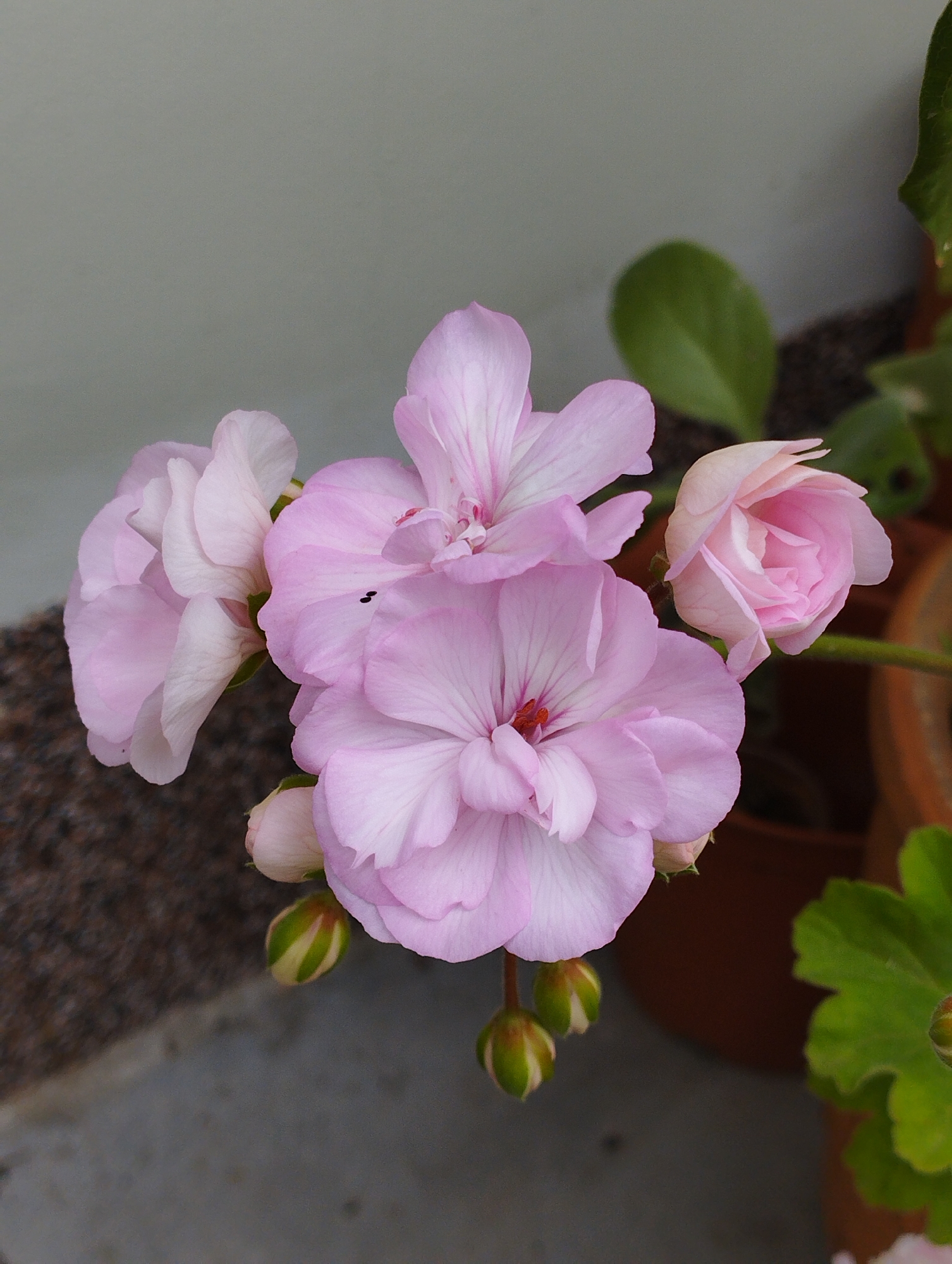 This is a close-up, high-angle, eye-level shot of a cluster of pale pink geranium flowers and several buds. The flowers are arranged in a loose, cascading manner, with some petals slightly overlapping. Two small black specks are visible on one of the petals. The background consists of a pale grey wall, a textured brown surface (possibly soil or mulch), and a blurred brown pot. Green leaves are visible in the upper right and lower right portions of the image. There are no people or animals present. The scene appears to be outdoors, likely in a garden or on a patio. The location in Hospozín, Czechia, is not explicitly discernible from the visual elements of the image itself.