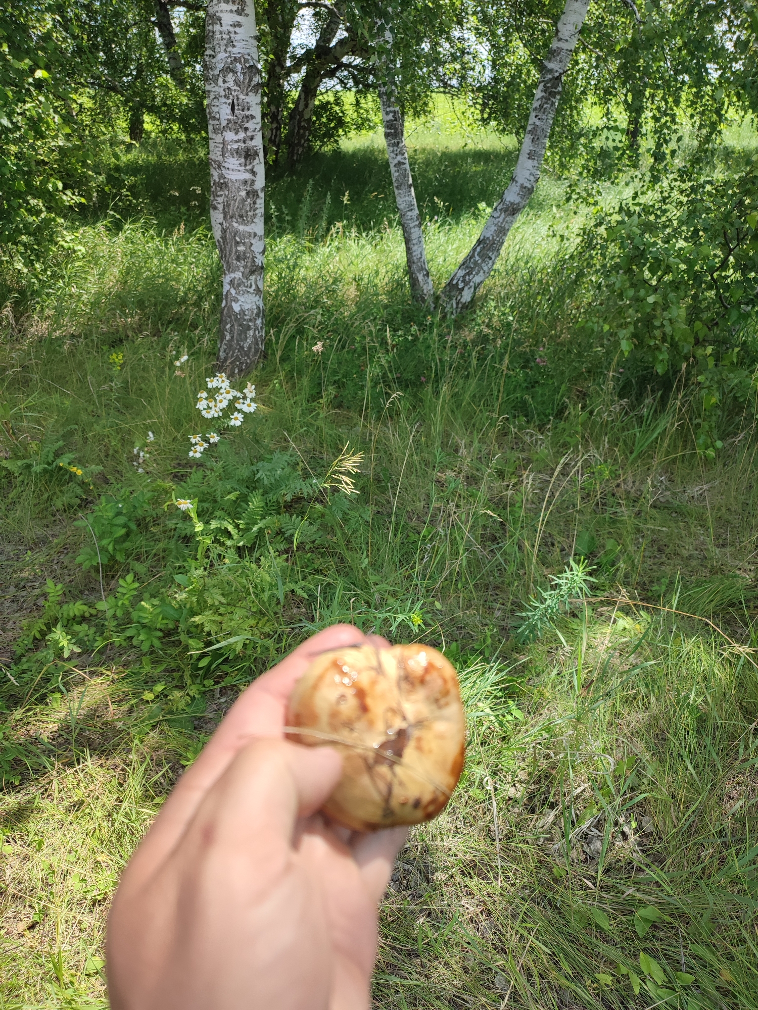 A hand is holding a mushroom in the foreground, with a natural outdoor environment in the background. The background consists of grass, trees, and some white flowers. The trees are tall and appear to be birch trees with white bark and green leaves. The lighting suggests it is daytime, with sunlight casting shadows. There is no indication of the city of Bakhmut, Russia, or any urban elements in the image.