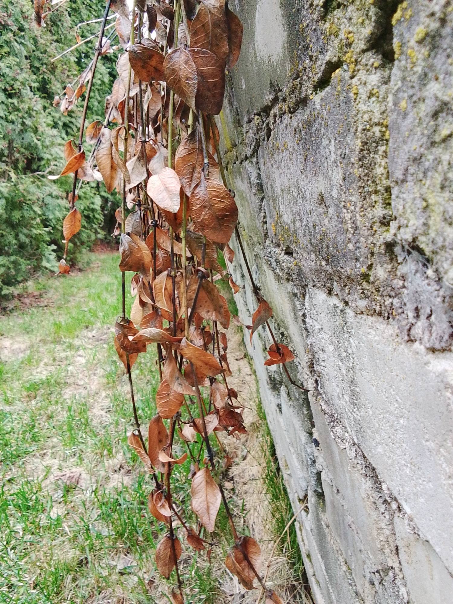 A close-up, eye-level shot shows a weathered gray concrete wall overgrown with a dead, brown vine. The wall is textured with moss and staining. The vine drapes down, its stems bare and its leaves dry and brown. Patches of green grass and other green foliage are visible in the background. The photo was taken outdoors in daylight. There is no evidence in the image to suggest this is in Khlevnoye, Russia.