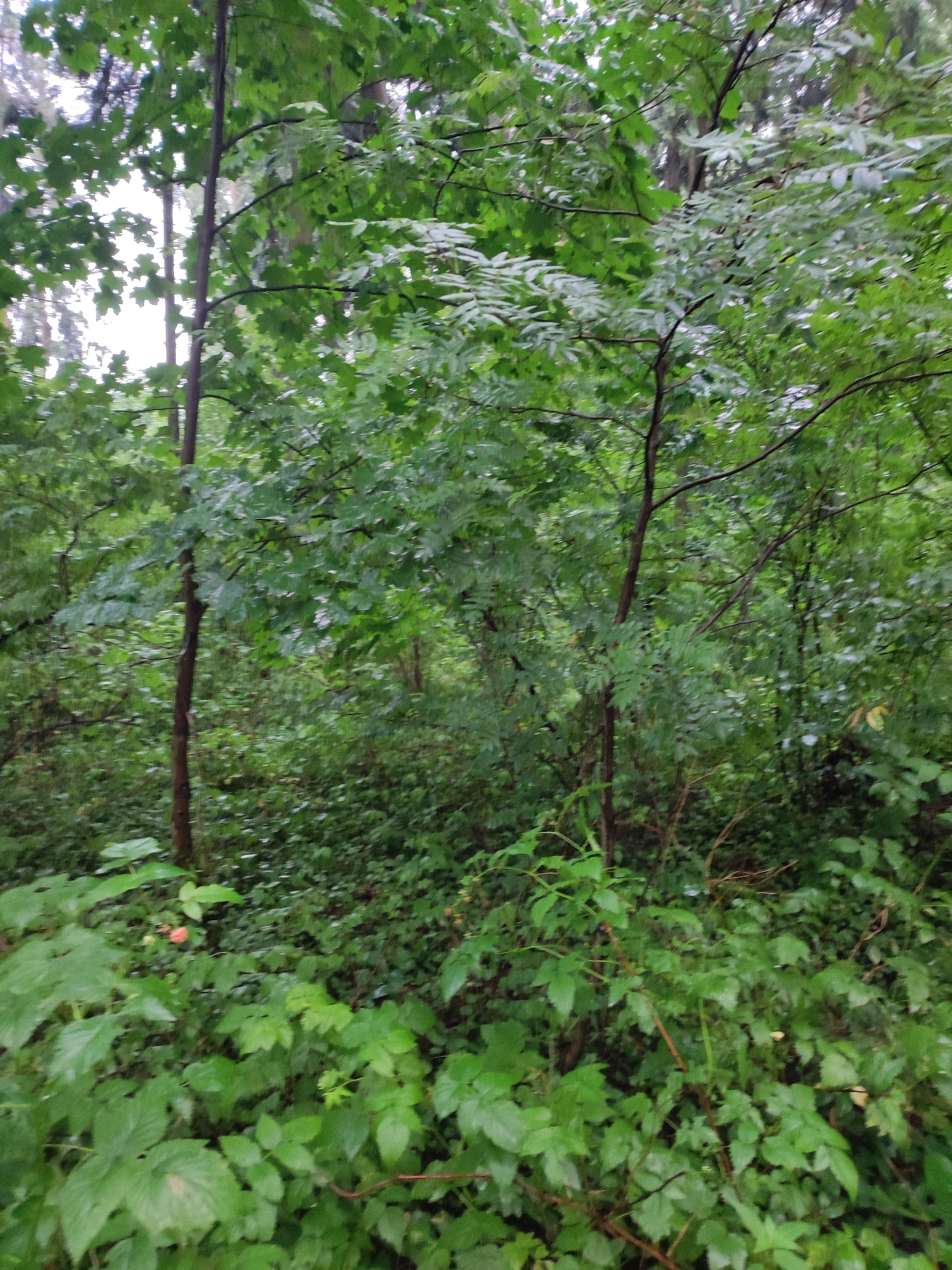 A dense forest scene in Alabino, Russia, featuring abundant green foliage. In the foreground, lush green leaves dominate, with some larger leaves in the bottom left and center. A single, small, reddish-orange berry is visible on a cluster of leaves in the lower left quadrant. The middle ground is characterized by the trunks of several trees and a thick undergrowth of greenery. The background consists of further trees and dense vegetation, creating a layered effect. The overall impression is a natural, overgrown environment, likely within a park or woodland area.