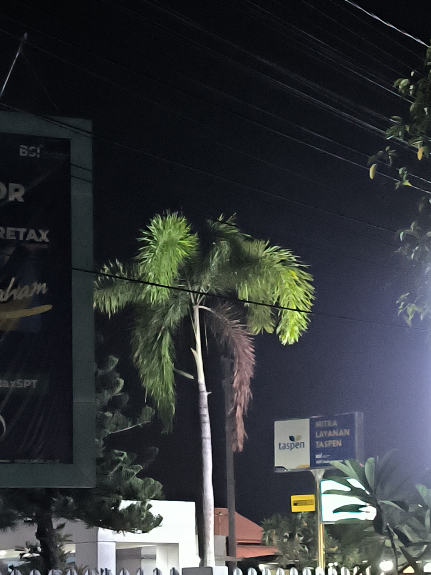 At night in Lhokseumawe, Indonesia, a fishtail palm tree stands between an advertising sign and a Mitra Layanan Taspen sign. Overhead are multiple parallel utility cables. The advertising sign is mostly obscured with only parts of the text "RETAX" and "axSPT" visible. The Taspen sign is partially obscured by foliage. A building is visible in the background.