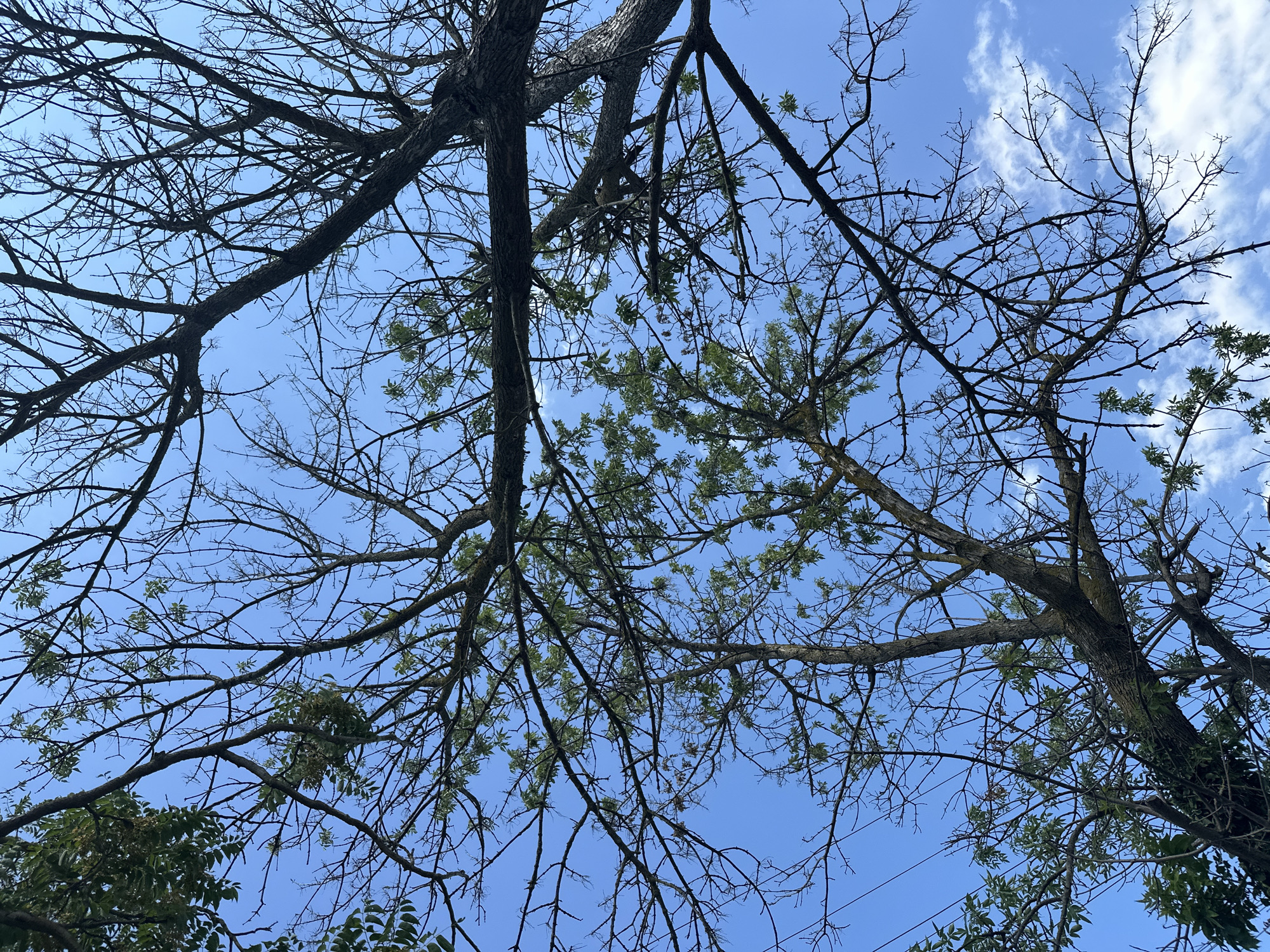 The image shows a view looking up at tree branches against a bright blue sky. Some of the branches are bare, while others have sparse green leaves. There are a few wispy white clouds in the sky. The scene appears to be outdoors, likely in a park or natural area within the city of Temryuk, Russia, given the context provided. No people or specific actions are depicted.