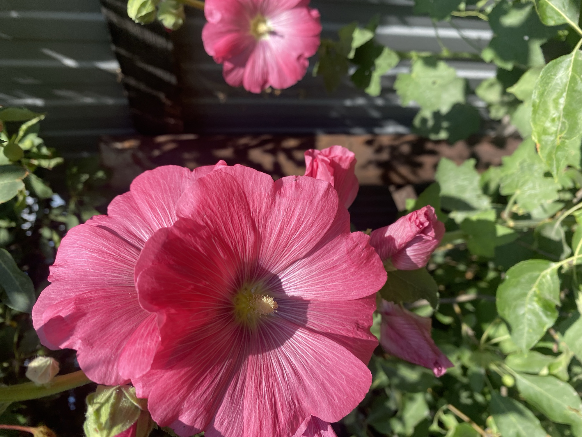 A close-up, outdoor shot shows a cluster of bright pink hollyhock flowers against a backdrop of green foliage and a corrugated metal fence. The foreground is dominated by the largest flower, its delicate petals showcasing intricate veins and a light yellow center. To its right, another hollyhock bloom is visible, softer and out of focus. Several buds, some tightly closed and green, others partially unfurled and pink, add depth to the composition. Shadows from leaves and branches cast dappled patterns on the fence. The environment suggests a garden setting, likely in Mamontovo, Russia, given the context. The overall impression is one of natural beauty, bathed in sunlight.