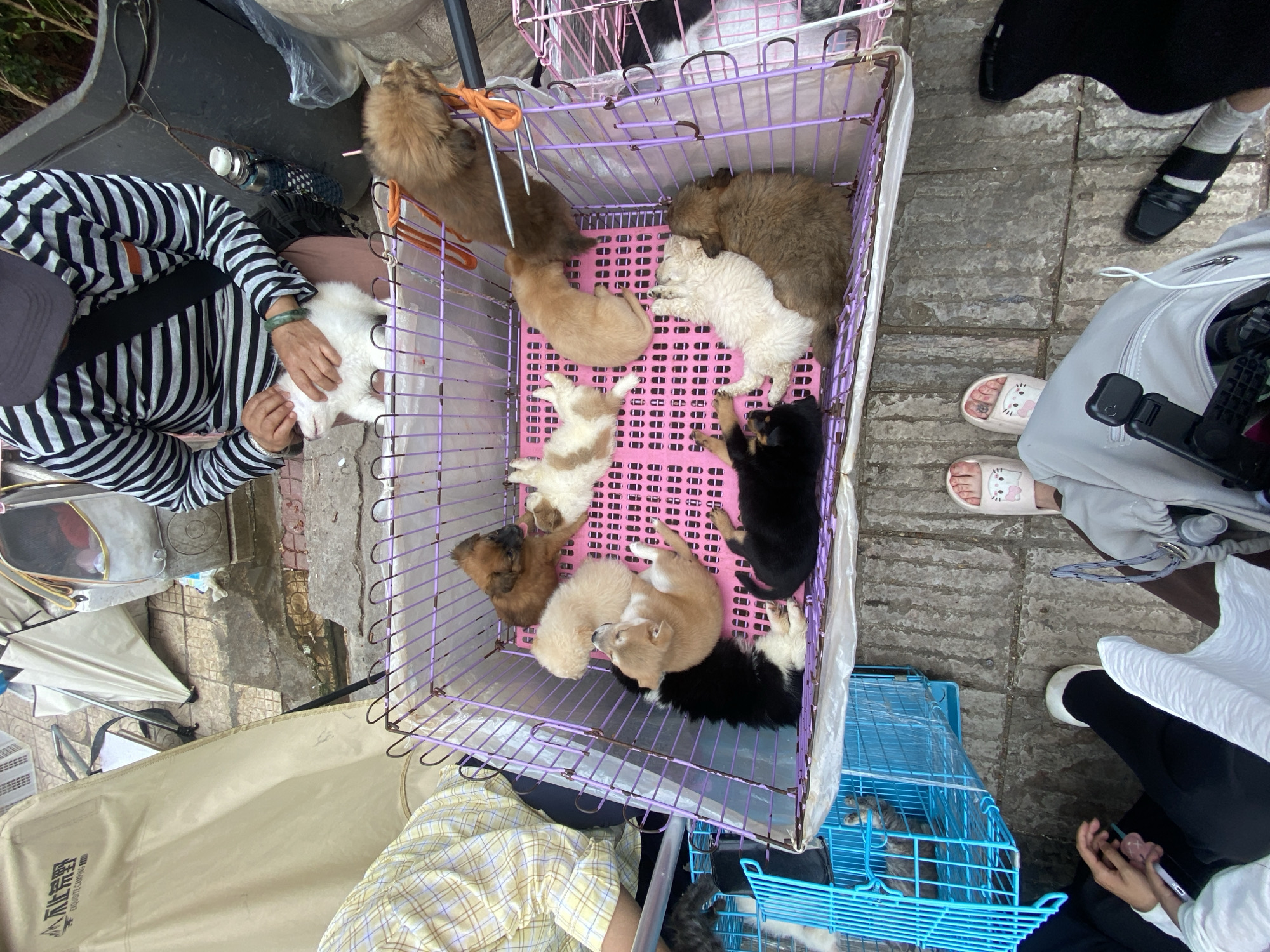 A group of puppies are in a cage on a street in Kunming, China. A person in a striped shirt is holding a white puppy. The puppies are of various colors and breeds. The street is paved with stones and there are tents and other objects in the background. The scene appears to be a street market or a pet adoption event.