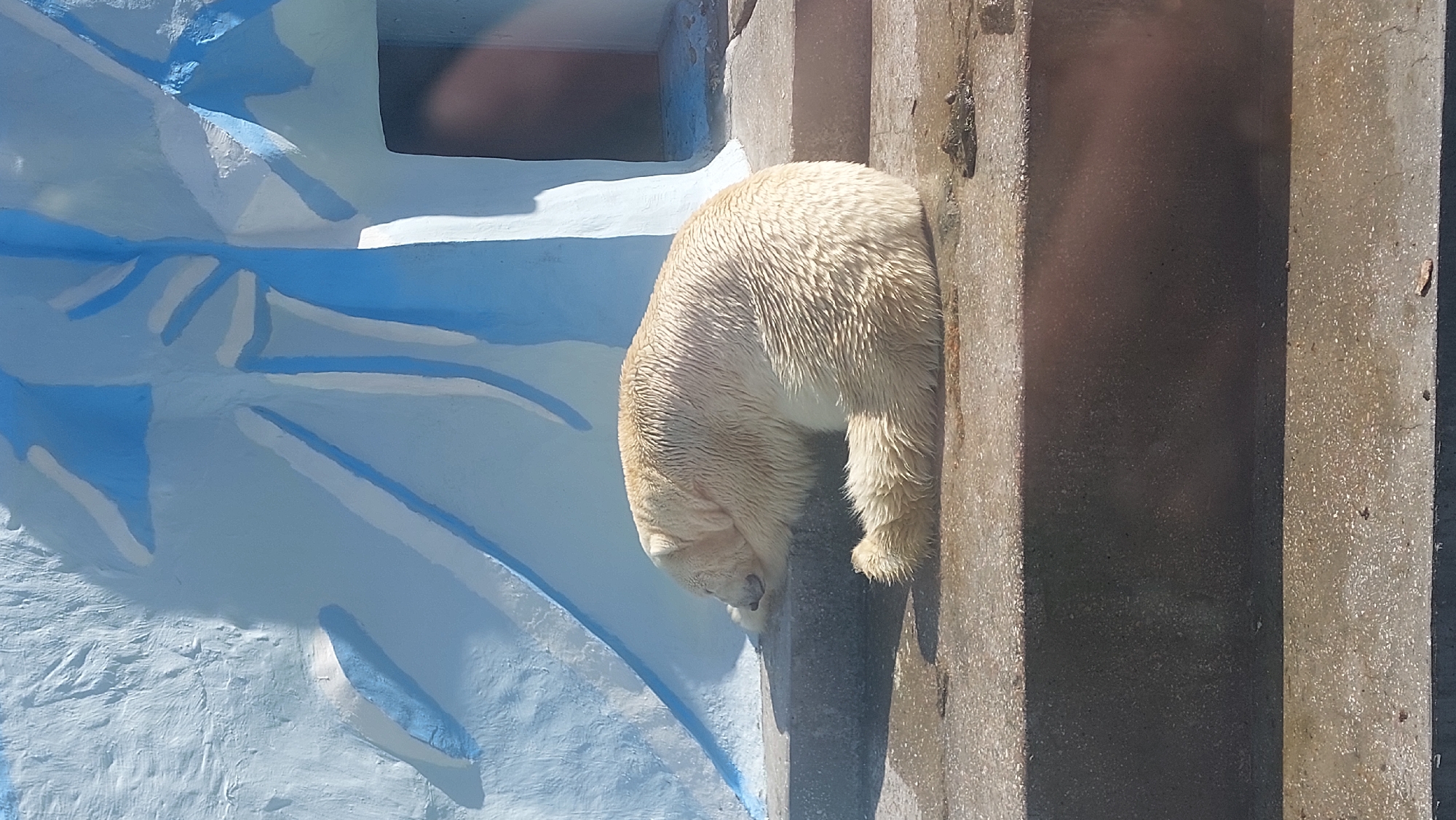 The image depicts a polar bear leaning against a concrete structure in an enclosure. To the left, there's a constructed wall painted to resemble an icy environment with blue and white accents. The bear appears wet, its fur matted down. The concrete structure is textured and appears to be part of the enclosure's architecture. The location is the Novosibirsk Zoo in Novosibirsk, Russia.