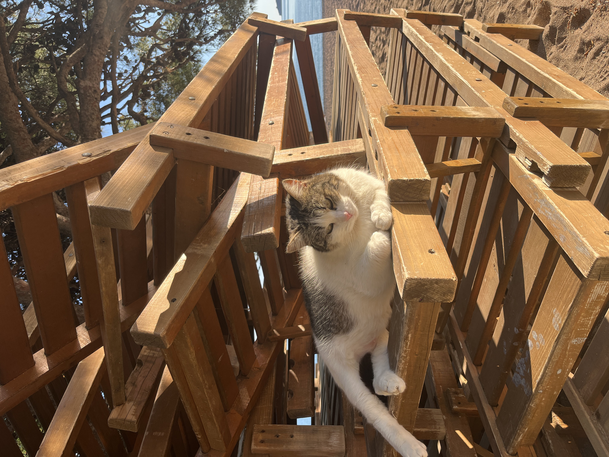 A medium shot shows a white and grey cat lying on a stack of weathered wooden lounge chairs or beach beds on a sunny day, possibly outdoors near a beach. The cat is nestled in the structure of the chairs, clinging to the side with one paw. The wood of the chairs is light brown and shows signs of wear. In the background, there is a glimpse of a body of water, likely the sea, and what appears to be a sandy beach. Some trees are visible to the left. The location is possibly near a beach in Rafailovići, Montenegro.