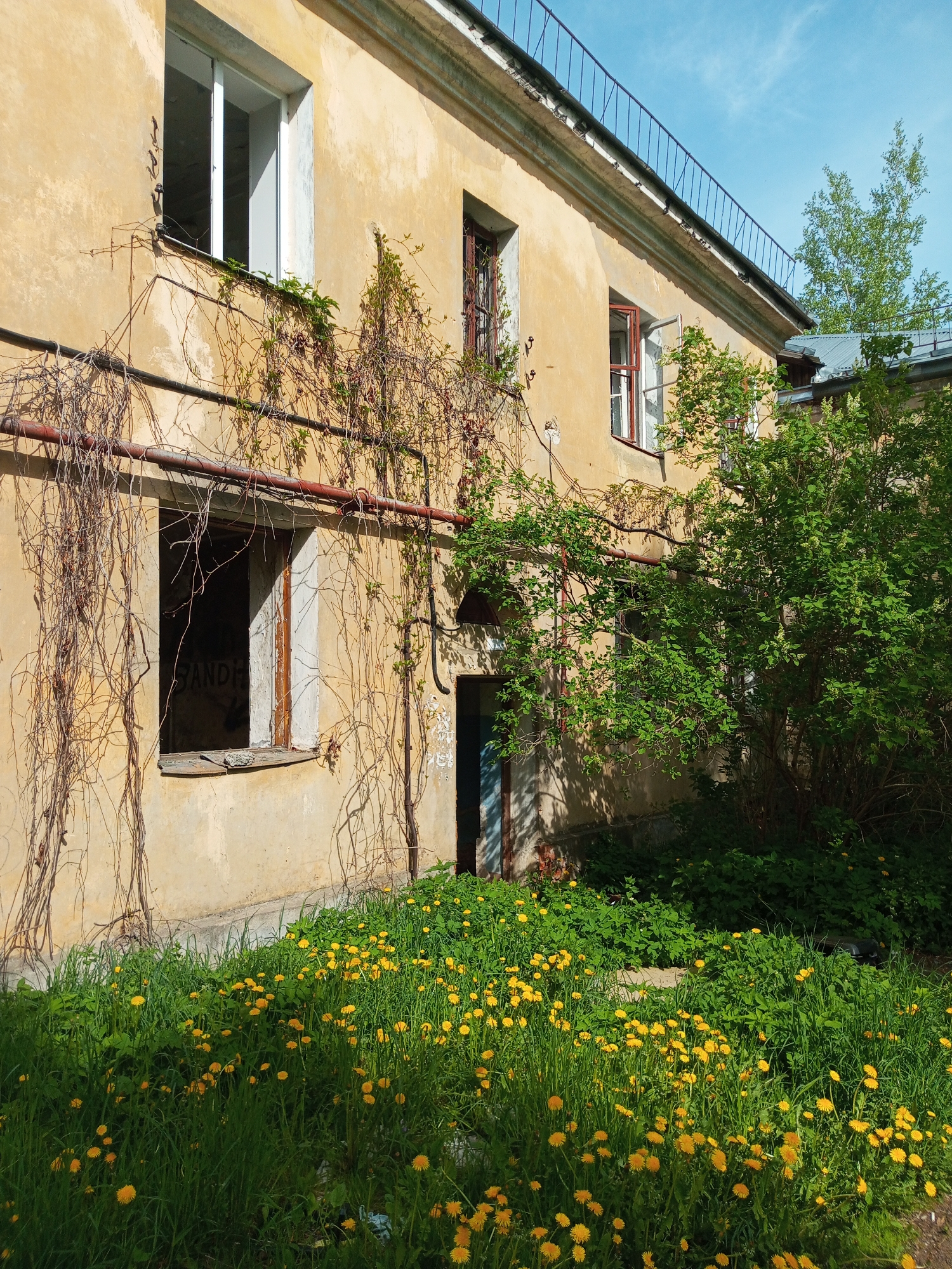 The image depicts the exterior of an aged, two-story building in Kommunar, Russia. The building is yellow with peeling paint and several dilapidated windows, some boarded up. Vines, both dried and green, climb the walls. A red pipe runs horizontally along the facade. There's an open doorway leading into the building. The foreground is filled with a dense patch of green grass and dandelions in full bloom. The sky is blue with a few wispy clouds. A metal railing is visible on the roofline. A bush with green leaves stands next to the building. Graffiti is visible on one of the boarded-up windows.