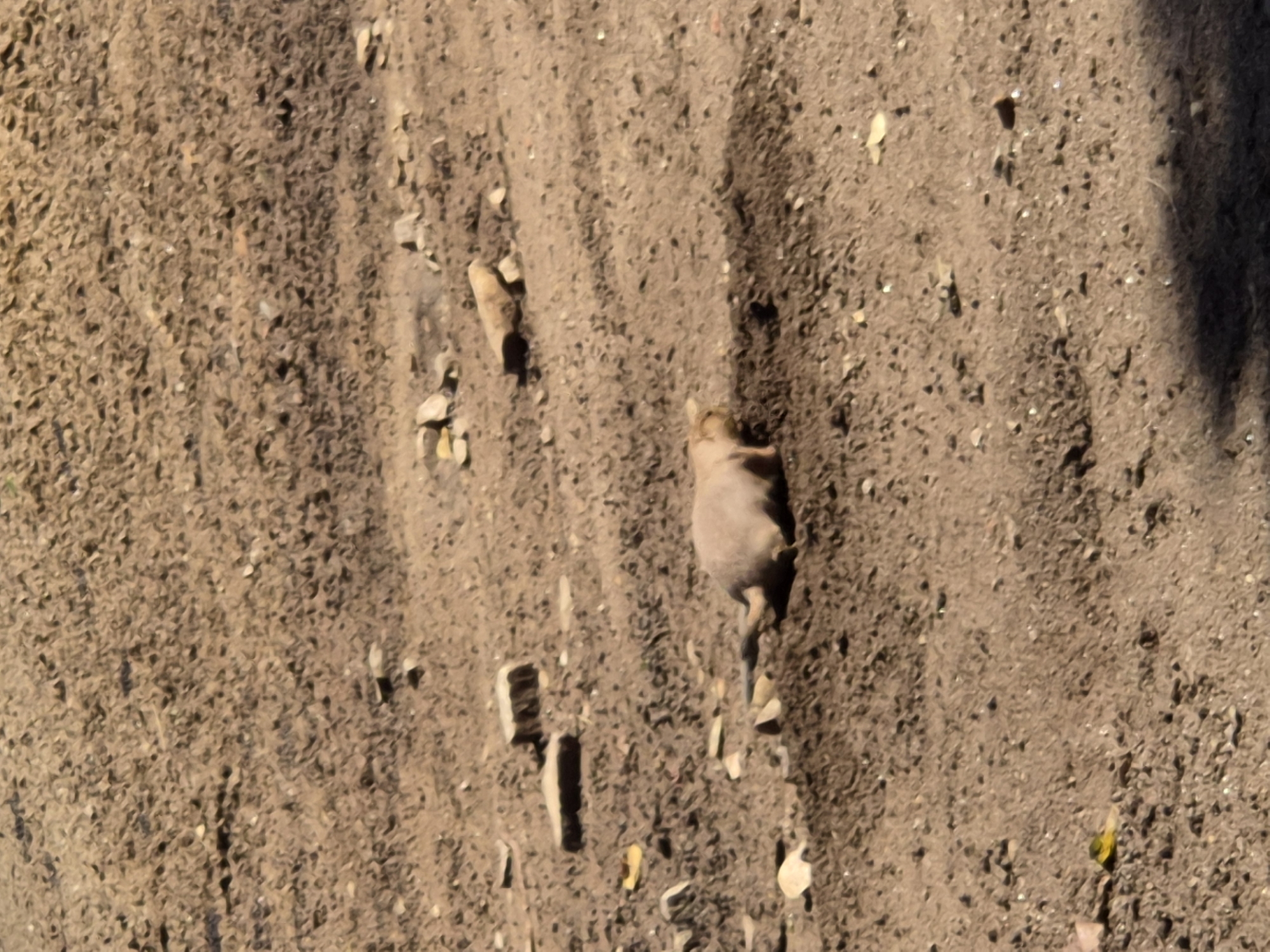 The image depicts a prairie dog on a dry, dirt surface with scattered small rocks and debris. The prairie dog is positioned in the center of the frame, facing to the left. The ground appears somewhat disturbed around the animal, suggesting recent activity, possibly digging. The lighting indicates it is daytime, with shadows present on the ground. There are no discernible buildings, man-made structures, or signs of human presence in the immediate vicinity of the prairie dog. The image does not provide any information about its location within Vila Nova de Gaia, Portugal, as there are no recognizable landmarks or contextual clues.