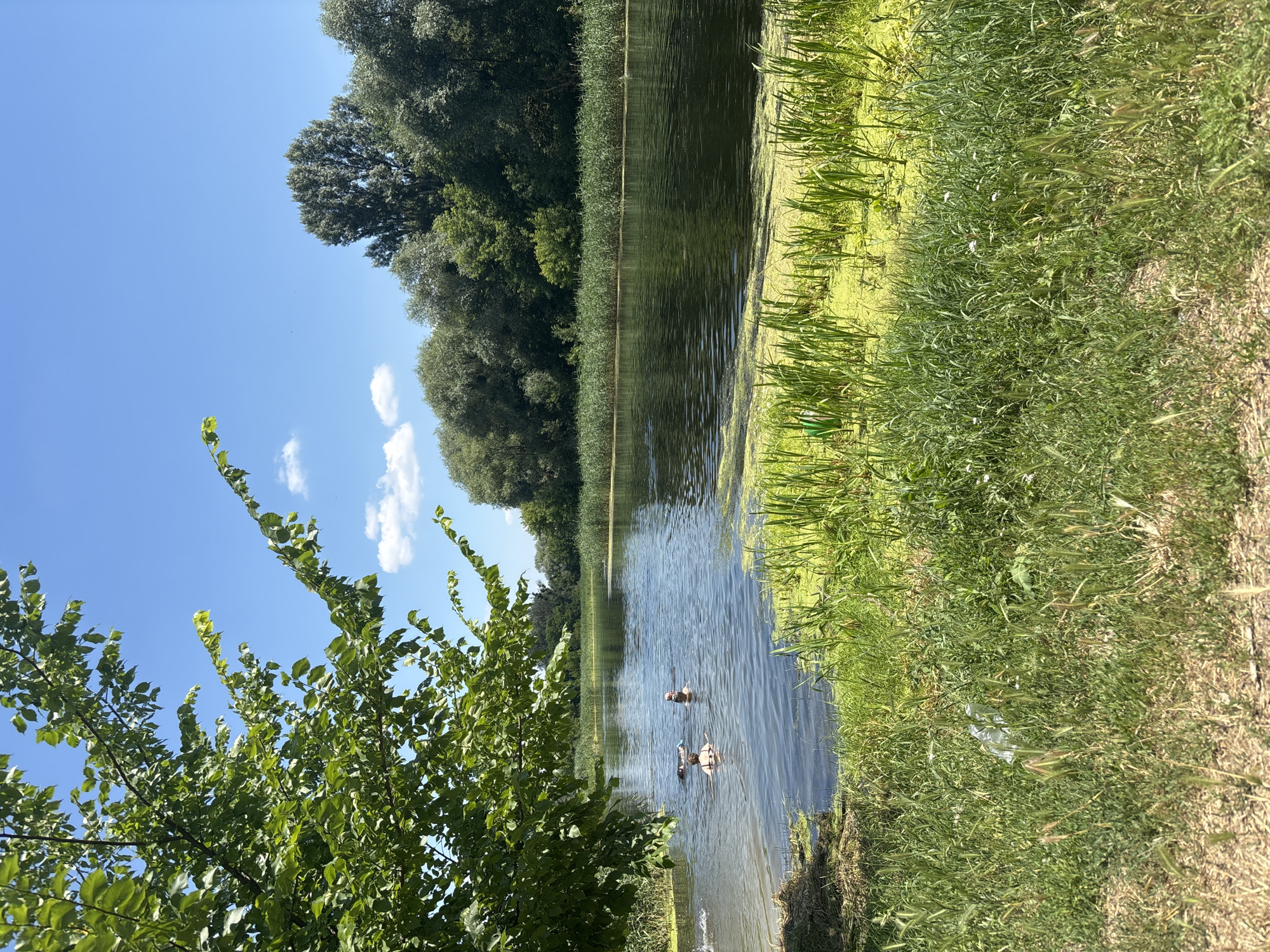 The image shows a wide, calm river under a bright blue sky with scattered white clouds. Lush green trees and reeds line the far bank, creating a dense wall of foliage. In the foreground, to the left, a large tree with vibrant green leaves overhangs the water. Several people are swimming in the river; two are visible in the mid-ground, and another is further back. The water itself is dark and reflects the sky and surrounding greenery. The riverbank in the foreground is covered in thick green grass, with some dry, lighter-colored earth visible at the very bottom. A piece of white plastic trash is visible amidst the grass on the left side of the frame. The scene appears to be a natural area within the city of Zmiiv, Ukraine, likely a popular spot for swimming and recreation during warm weather.
