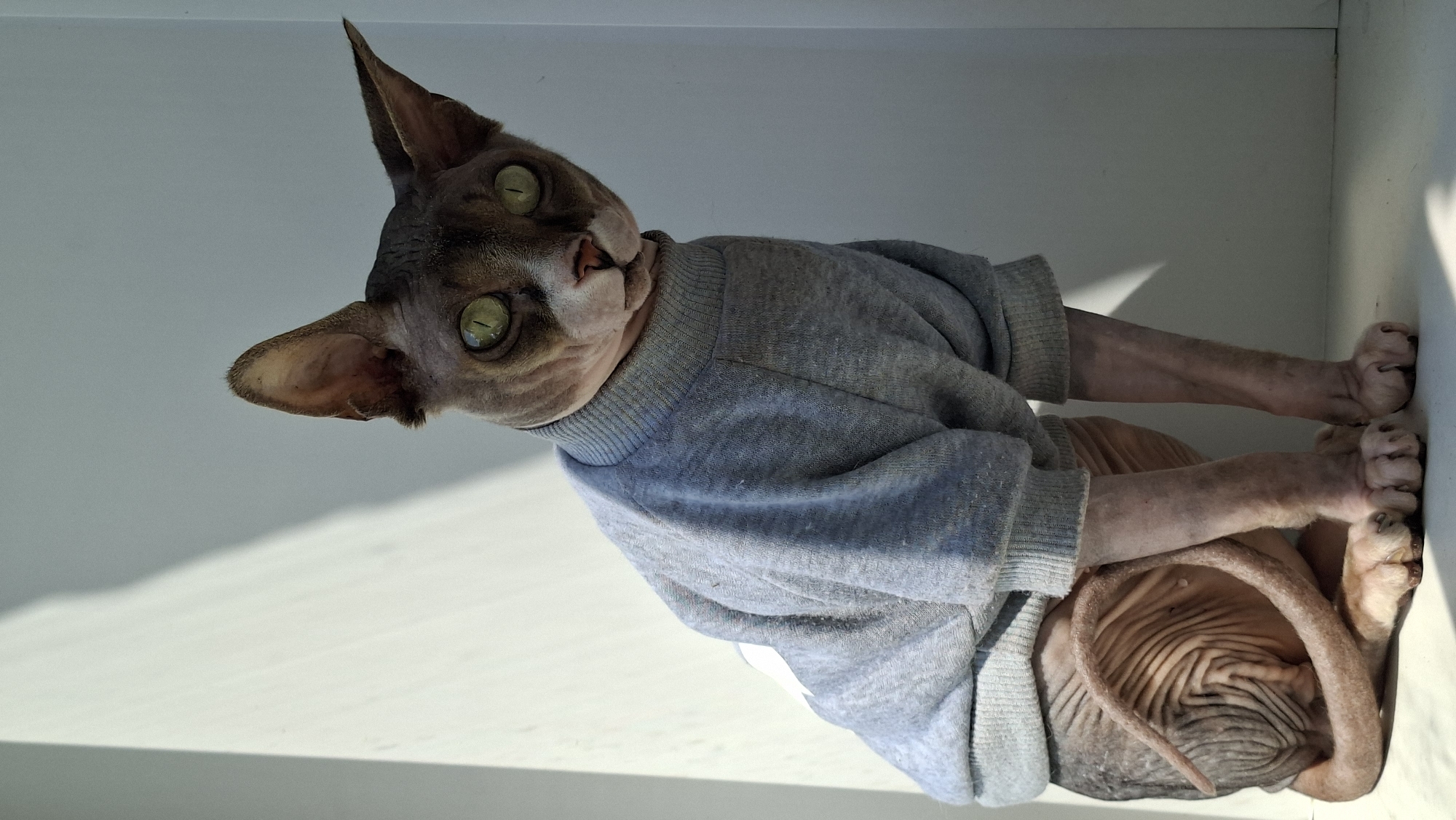 A hairless cat, likely a Sphynx breed, is seated indoors, possibly in a home in Забалоцкі сельскі Савет, Belarus. The cat is wearing a light gray sweatshirt with a turtleneck collar. Its skin is wrinkled, and its large green eyes are looking towards the camera. The background is a plain white wall, with a distinct shadow cast by sunlight from the left, suggesting it is near a window. The lighting creates a contrast between the illuminated and shadowed areas of the room. The cat's tail is curled around its body.