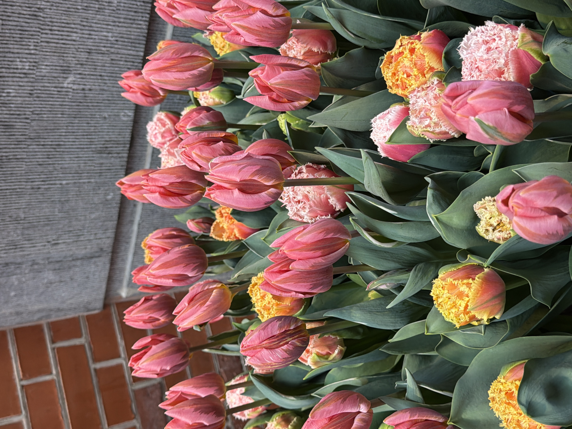 The image shows a collection of tulips in various shades of pink, orange, and yellow, with green foliage. They appear to be growing near a building with a brick and gray-striped wall. The composition suggests a close-up, possibly of a flowerbed or garden. While tulips are commonly associated with Amsterdam, Netherlands, and the Netherlands in general, there is no specific information in the image to definitively confirm the location.