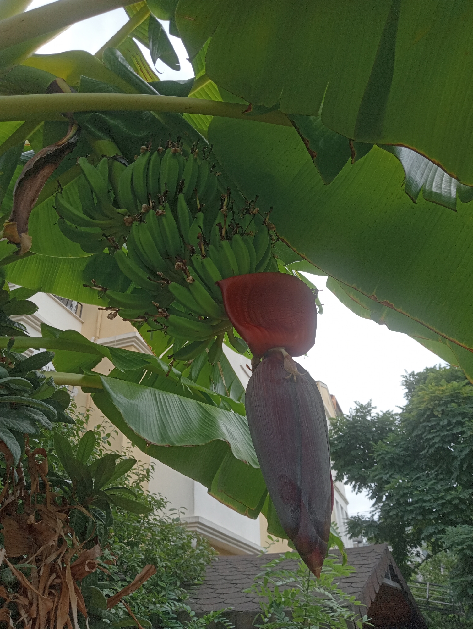 In the city of Fethiye, Turkey, a close-up, low-angle shot captures a banana plant's inflorescence hanging from its stalk. The dark purple, tear-shaped banana blossom is prominently featured, with several layers of bracts visible. Above the blossom, a bunch of green, unripe bananas are clustered together. The scene is framed by large, vibrant green banana leaves, with some showing signs of wilting or browning. In the background, the upper floors of a light-colored building with windows can be seen, along with lush green trees and a portion of a dark-tiled roof. The sky is overcast.