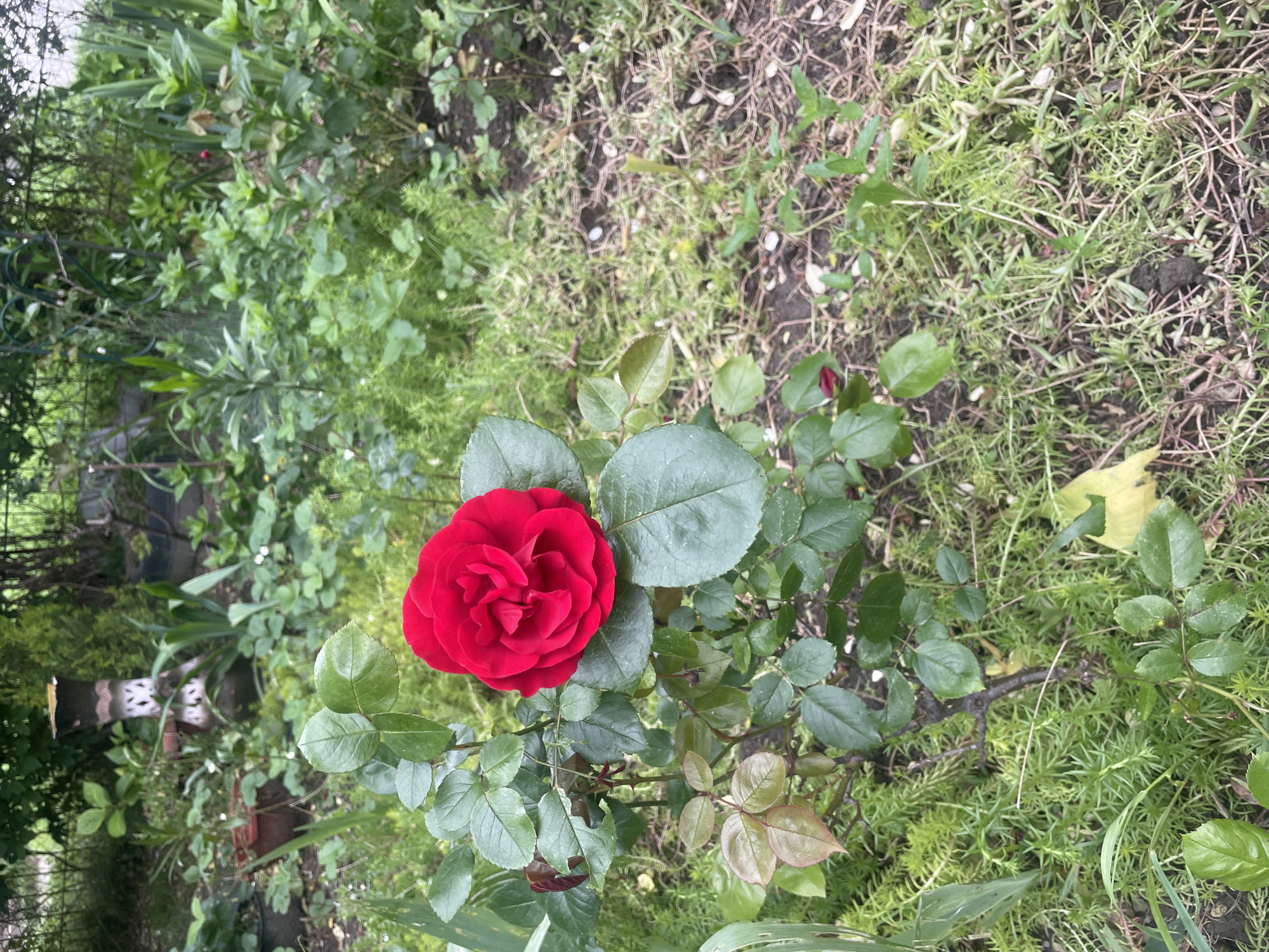 The image depicts a red rose in full bloom, surrounded by green foliage and other plants. The ground is covered with a mix of vegetation, including what appears to be moss or ground cover. The background is somewhat blurred, but shows additional greenery, possibly suggesting a garden setting. There are no people visible in the image. There is no definitive evidence in the image to confirm its location in Olginka, Russia. The scene appears to be a close-up shot of a single red rose growing in a garden or natural setting.
