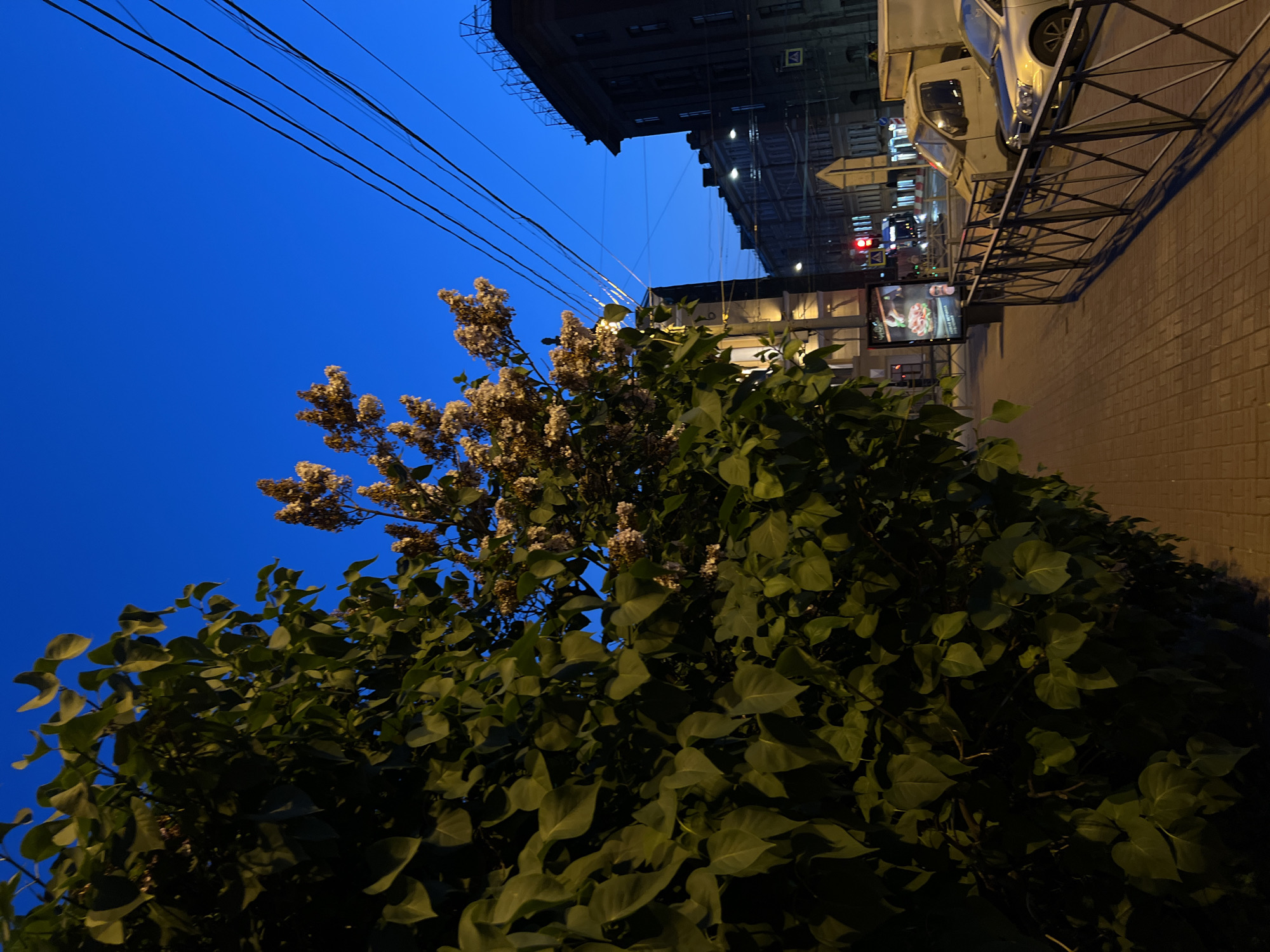 This is a nighttime street scene in Saint Petersburg, Russia, focusing on a sidewalk, street, and buildings under a clear dark blue sky. In the foreground on the left is a large, dense tree with dark green leaves, partially obscuring a blooming tree with small, light-colored flowers. The sidewalk is paved with brick-like stones. A metal fence runs along the edge of the sidewalk. Beyond the fence, there is a street with a light-colored truck and a silver car parked. Buildings with windows and lights are visible on the right side of the street, some appearing older with ornate architecture. Overhead, power lines stretch across the sky. A traffic light is visible in the distance, showing red. A billboard with an advertisement is also present. The overall lighting suggests it is late evening or early morning, with artificial lights illuminating parts of the scene.
