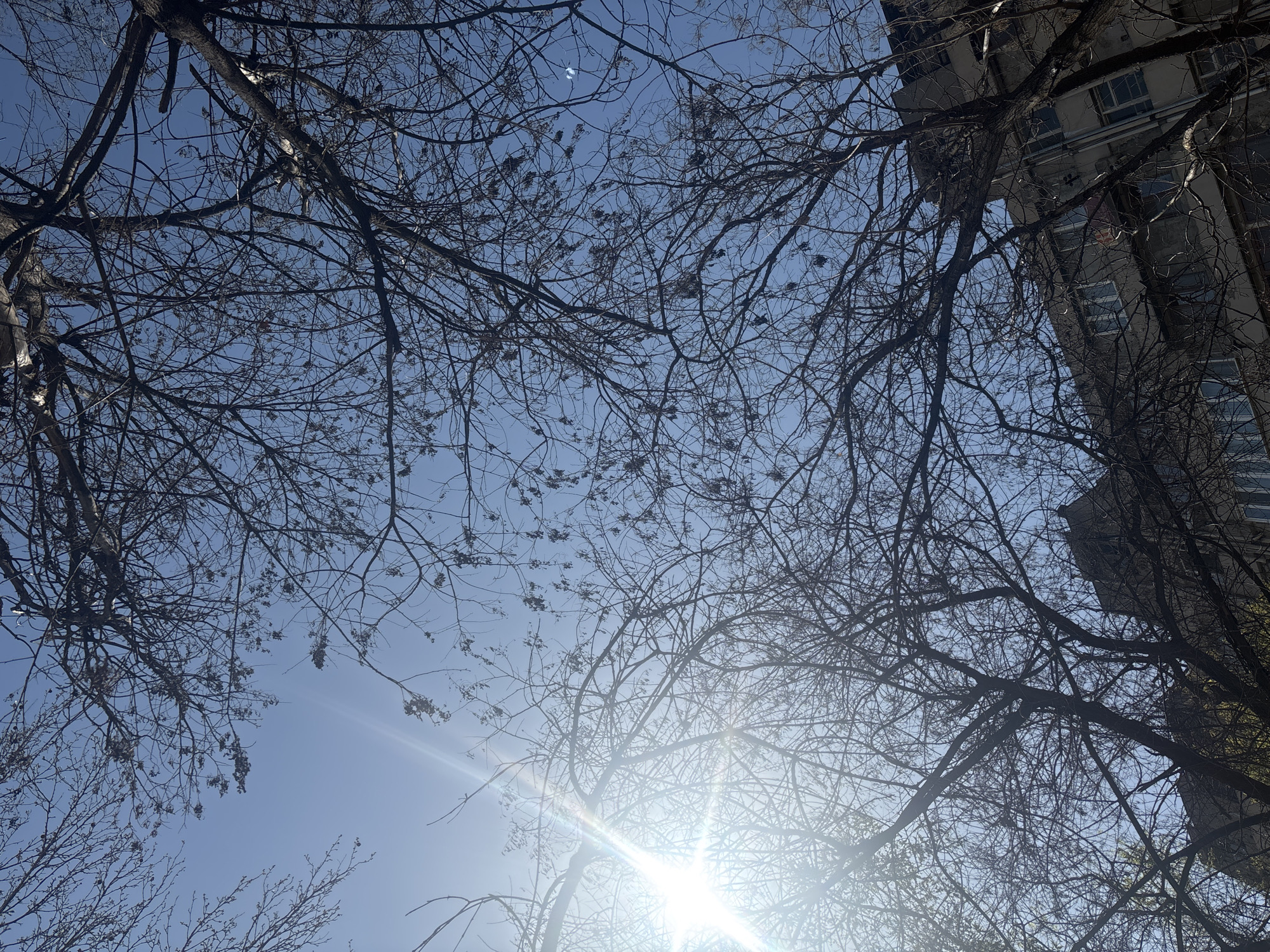 The image presents an upward view of a clear, bright blue sky, heavily interlaced with the silhouettes of numerous bare tree branches. These branches, dark and devoid of leaves, suggest either a winter or early spring season. Many of the finer branches still hold small, dark clusters, which appear to be dried berries or old seed pods from the previous growing season.
The sun is prominently positioned in the lower right quadrant of the image, emitting a strong, star-like lens flare that radiates brightly across the sky and through the surrounding branches, creating a luminous effect.
To the right side and extending into the upper right corner, a tall, multi-story building is visible. It appears to be constructed of grey or light-colored concrete, featuring multiple windows and some architectural details like ledges or balconies. The building's presence indicates an urban setting.
No discernible human activity is captured in the frame, and there is no visible text. The overall scene conveys a sense of a crisp, sunny day, with the stark beauty of dormant trees against a clear sky in an urban environment in Yerevan, Armenia.