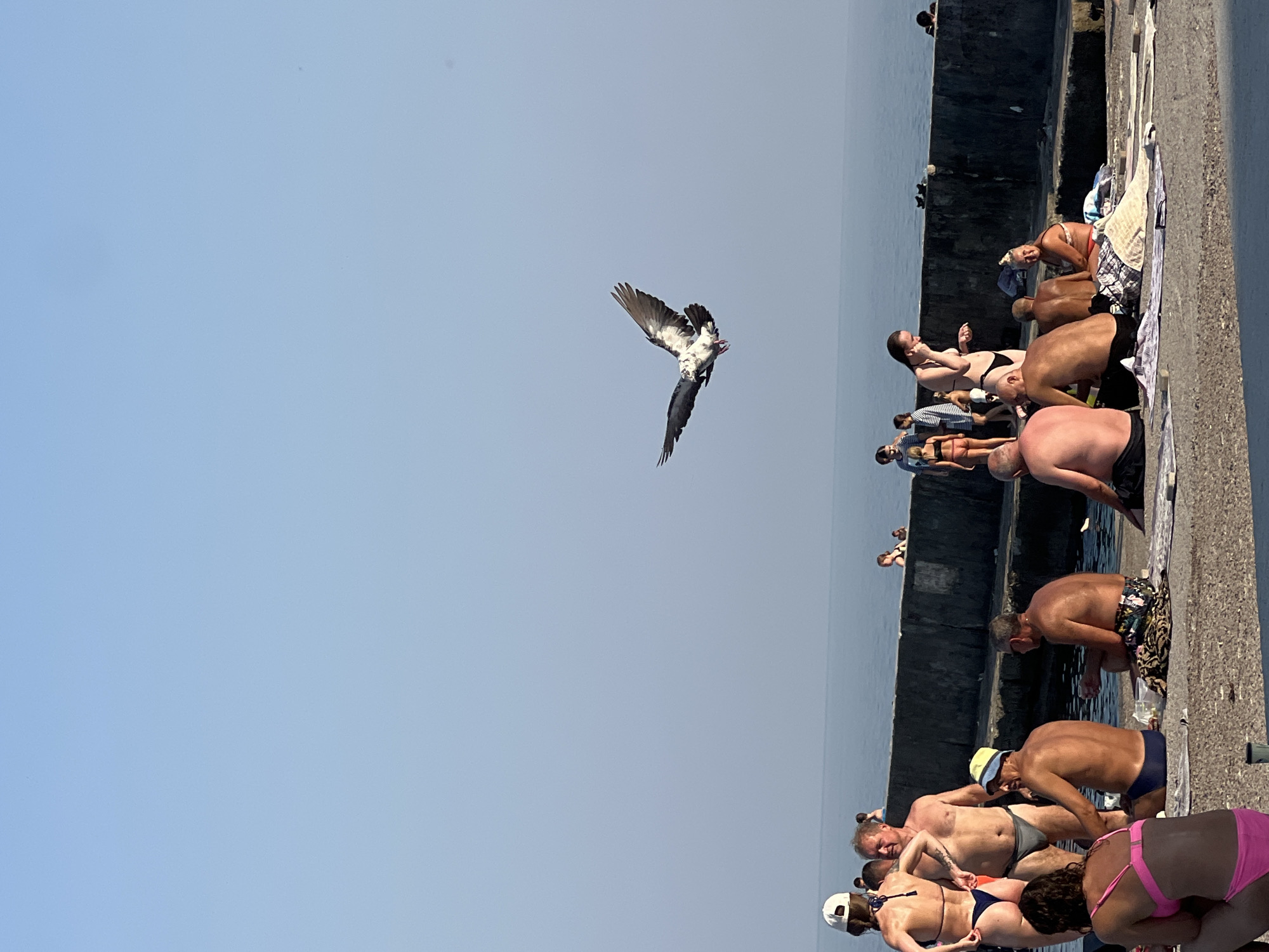 A pigeon is captured mid-flight over a group of people on a promenade in Odesa, Ukraine. The setting appears to be a public beach or waterfront area, with a concrete barrier separating the promenade from the calm sea. The sky is clear and blue, indicating a sunny day.
Several individuals are visible, dressed in swimwear and relaxing on towels or sitting on the ground. Some are standing, while others are seated or lying down. The group appears to be diverse in age and gender. The pigeon is positioned centrally in the frame, its wings outstretched as it flies. The overall atmosphere suggests a casual, recreational day by the sea.
