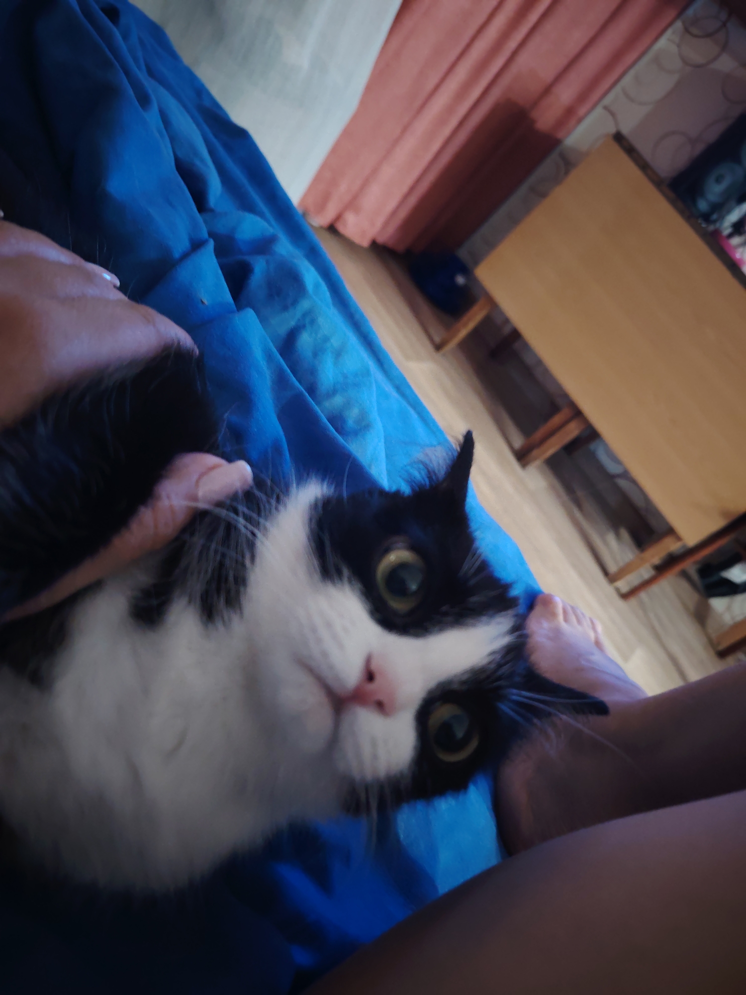 A close-up, tilted shot features a black and white cat with large, green eyes, a pink nose, and a startled expression. The cat is being pet by a person's hand on the left side of the frame. The cat is lying on a blue blanket. To the right, there is a person's foot. In the background, there is a light brown wooden table and a light pink curtain. The location appears to be indoors, in a room of an unknown city.