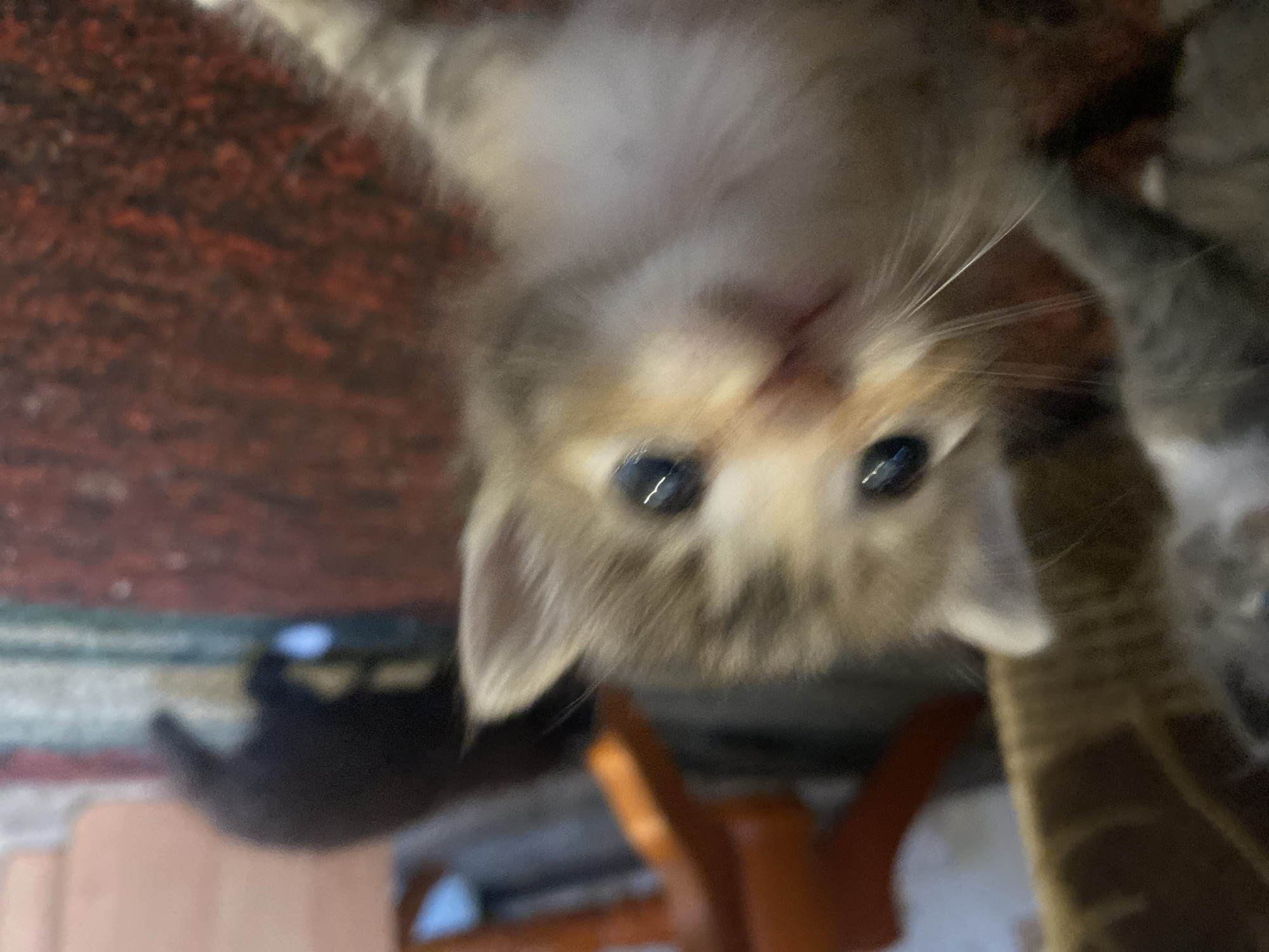 The image shows a close-up of a tabby kitten's face, with its eyes wide open and looking directly at the camera. The kitten has light brown and gray fur with darker stripes. Its whiskers are prominent and spread out. In the background, there are other cats, a cat tree, and a red carpet. The scene appears to be indoors. There is no information in the image that can place the location in Nova Praha, Ukraine.