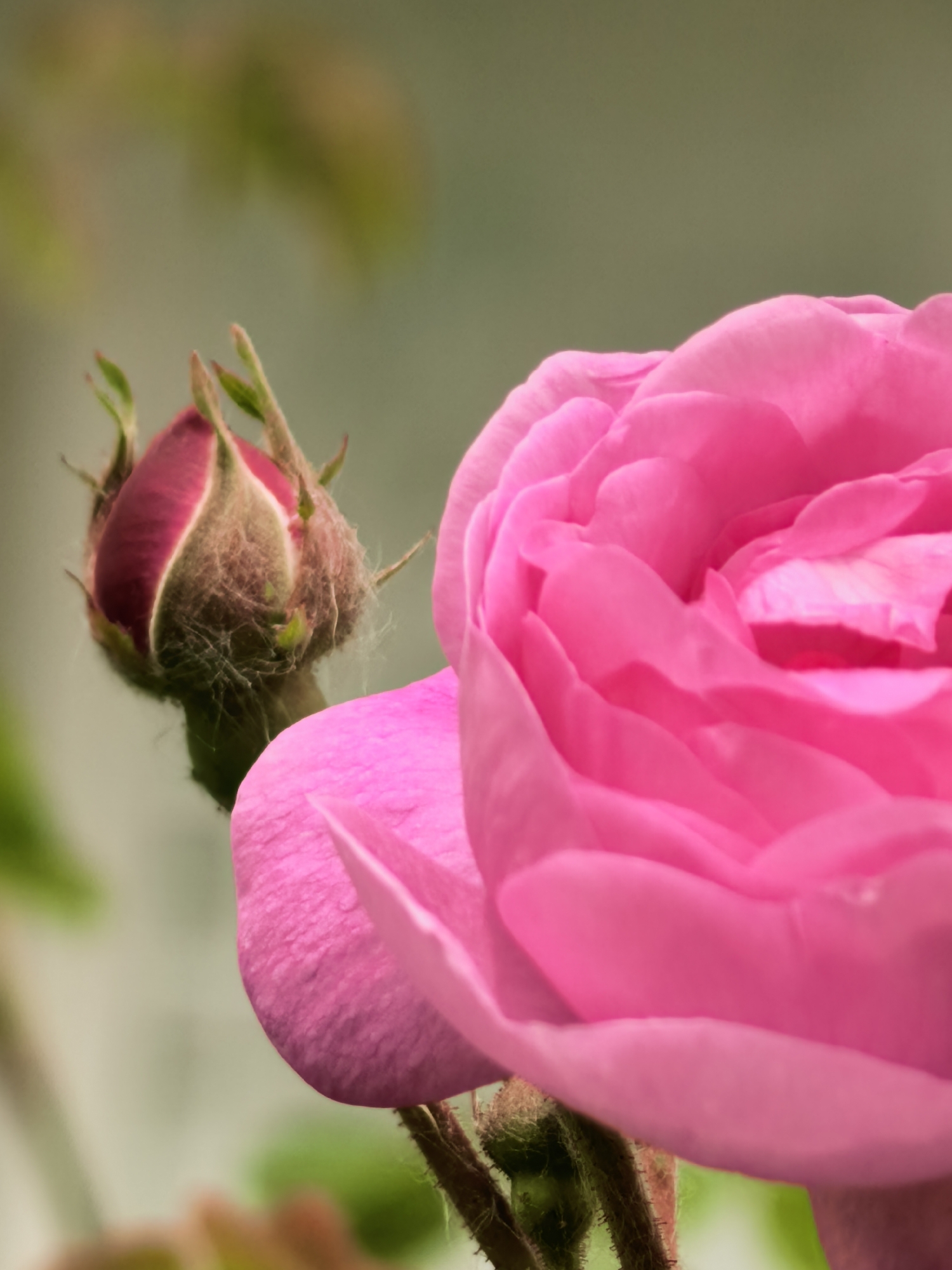 This close-up photograph features two rose flowers: a vibrant pink, partially bloomed rose dominating the right and lower-middle sections of the frame, and a dark pink rose bud situated to its left and slightly above. The blooming rose displays numerous soft, layered petals in various shades of fuchsia and lighter pink. The rose bud is still tightly enclosed by its green sepals, and its surface appears to be covered with delicate, white, web-like strands or fine hairs. Both the fully opened rose and the bud are supported by stems that show fine thorny textures.
The background is softly blurred, creating a shallow depth of field that highlights the flowers. This bokeh effect reveals muted green and light yellowish-green tones, suggesting foliage and a natural outdoor setting, possibly a garden. The lighting appears natural, indicative of daytime, and illuminates the pink petals, giving them a soft glow. No specific weather conditions are discernible beyond a calm atmosphere suitable for floral display. There is no visible text in the image. The scene conveys a sense of natural beauty and growth, capturing a moment in the life cycle of roses. The provided location context is Sterlitamak, Russia.