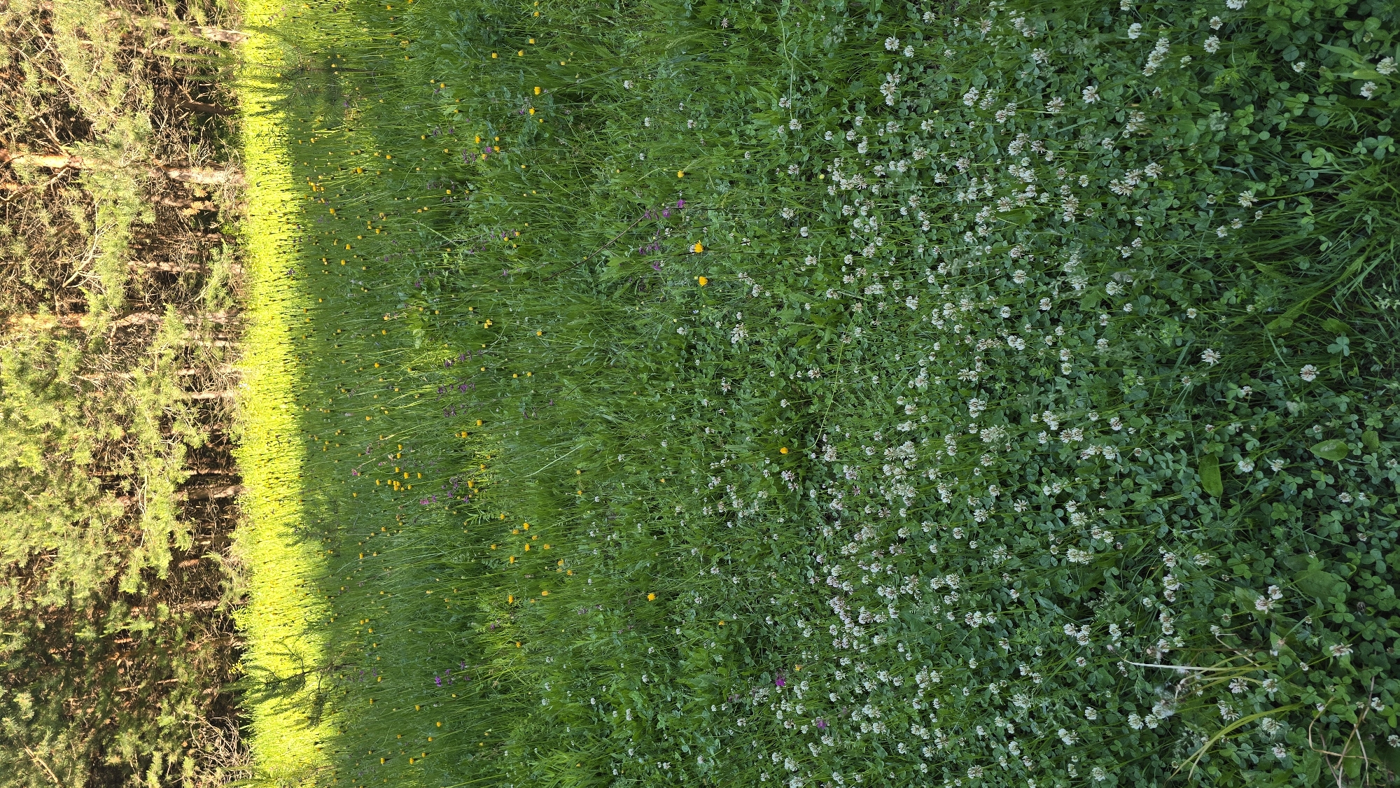 The image depicts a sun-drenched meadow in the city of Chaikovsky, Russia, bordering a dense forest. The foreground is carpeted with a lush green lawn, predominantly covered in white clover blossoms. Scattered throughout the meadow are small yellow and purple wildflowers. In the background, tall pine trees form a thick line, with sunlight casting long shadows across the vibrant green grass. The scene is tranquil and natural, suggesting a peaceful outdoor setting. There are no people or animals visible in the image. The lighting indicates it is daytime, likely late afternoon due to the length of the shadows.