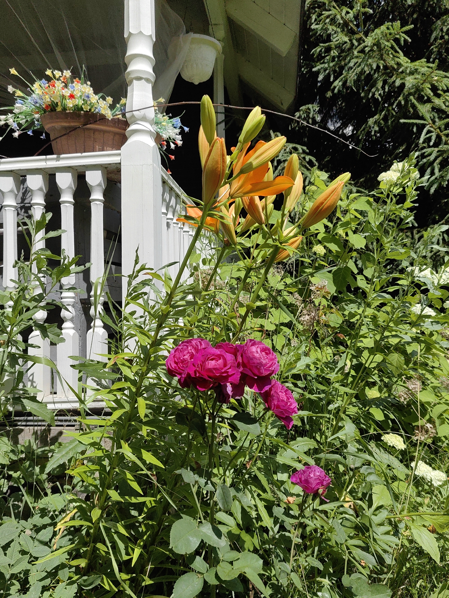 This media file captures a sunlit scene on a porch. The foreground is dominated by lush green foliage and a cluster of vibrant pink roses. Behind the roses, several orange lily buds are visible, some beginning to unfurl. To the left, a white porch railing with decorative spindles leads to a column. In the background, a planter filled with colorful artificial flowers sits on the porch, and a dark green coniferous tree adds depth to the scene. The overall impression is one of a beautiful, well-maintained garden setting bathed in bright daylight. The clear sky and the presence of blooming flowers suggest pleasant, warm weather, likely in the late spring or summer. The scene is peaceful and serene, conveying a sense of natural beauty and domestic tranquility. No people or text are visible in the image.